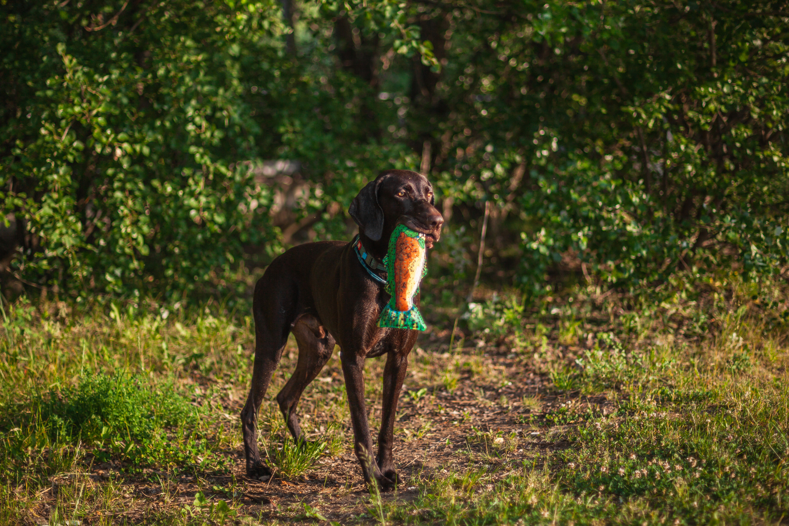Рассветная съемка в ПКИО Северное Тушино. Фотограф-анималист Татьяна Степанова