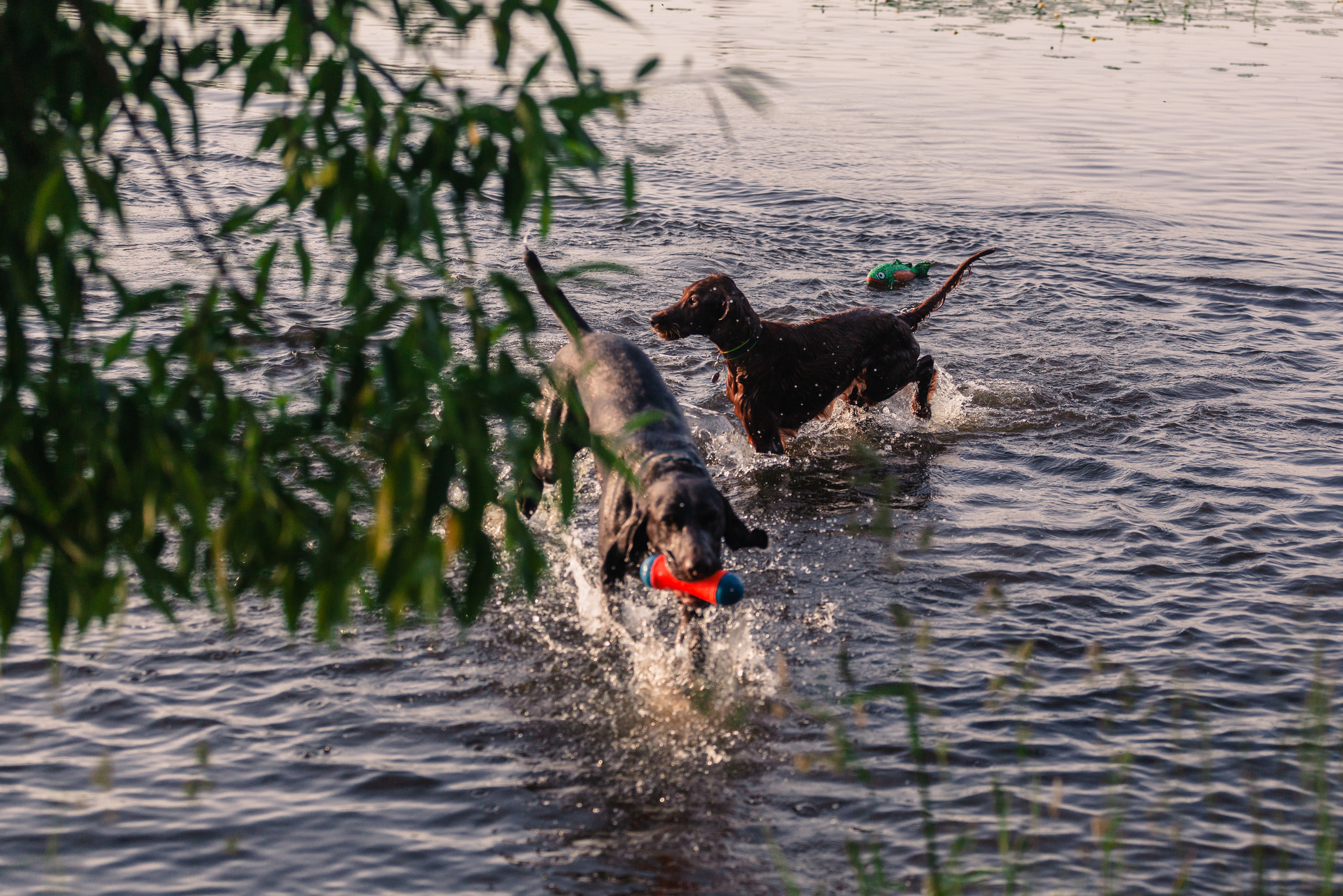 Рассветная съемка в ПКИО Северное Тушино. Фотограф-анималист Татьяна Степанова
