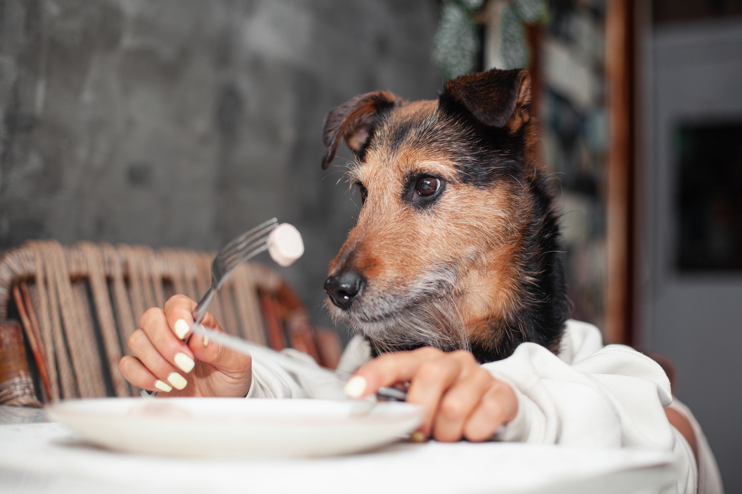 Лиза и Бренда. Фотограф-анималист Татьяна Степанова