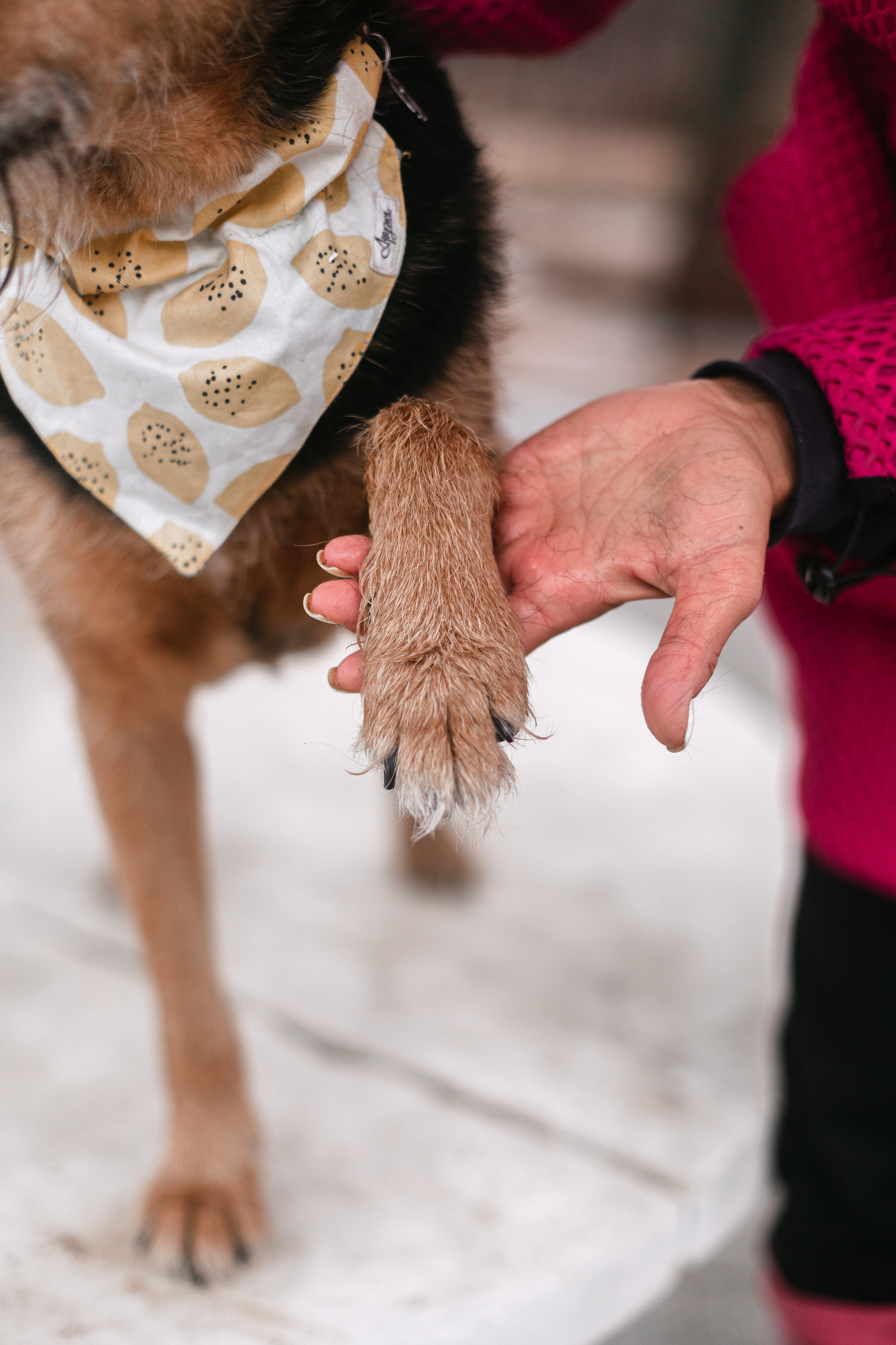 Лиза и Бренда. Фотограф-анималист Татьяна Степанова