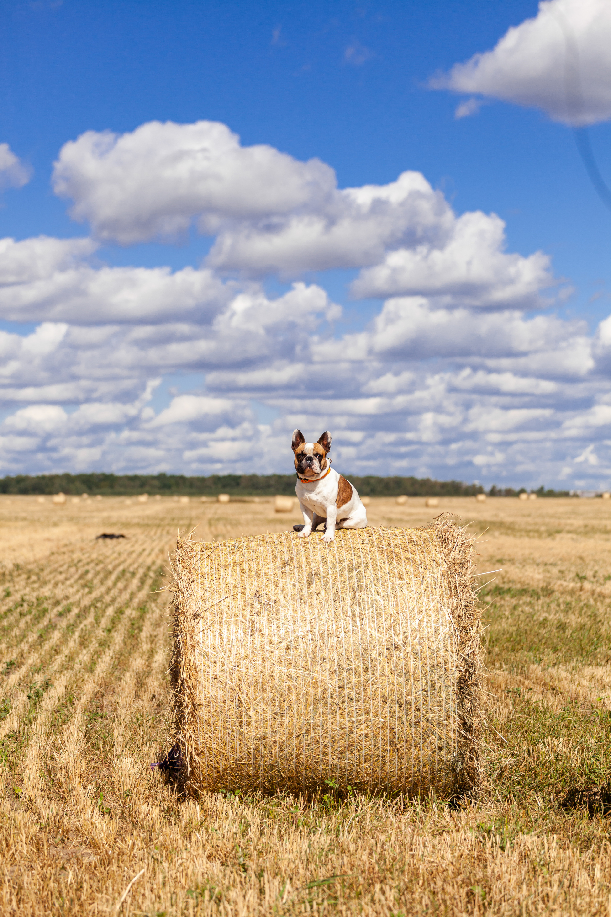 Коломна, стога и подсолнухи. Фотограф-анималист Татьяна Степанова