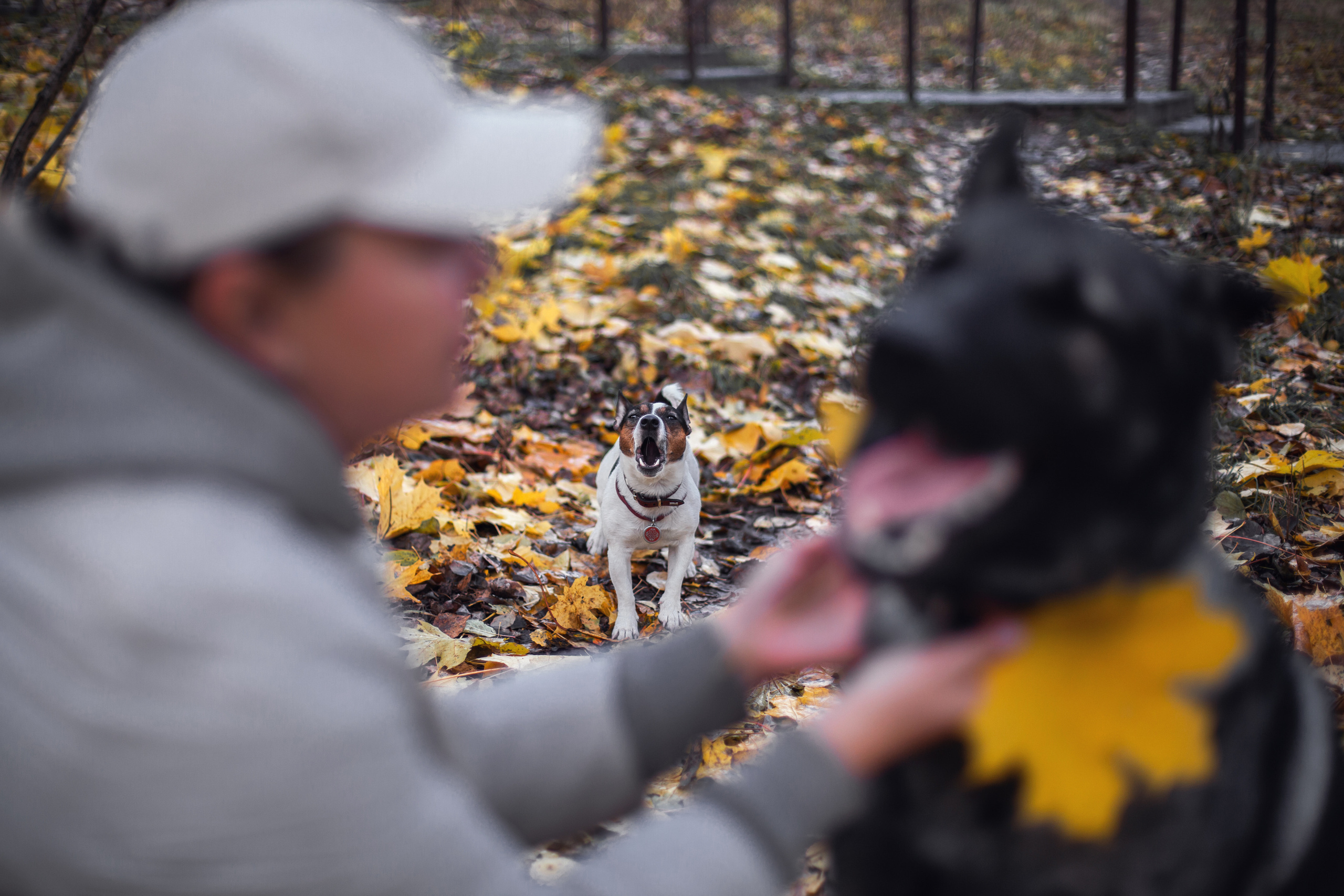 Женя, Скай и Арти в ПКИО Северное Тушино. Фотограф-анималист Татьяна Степанова