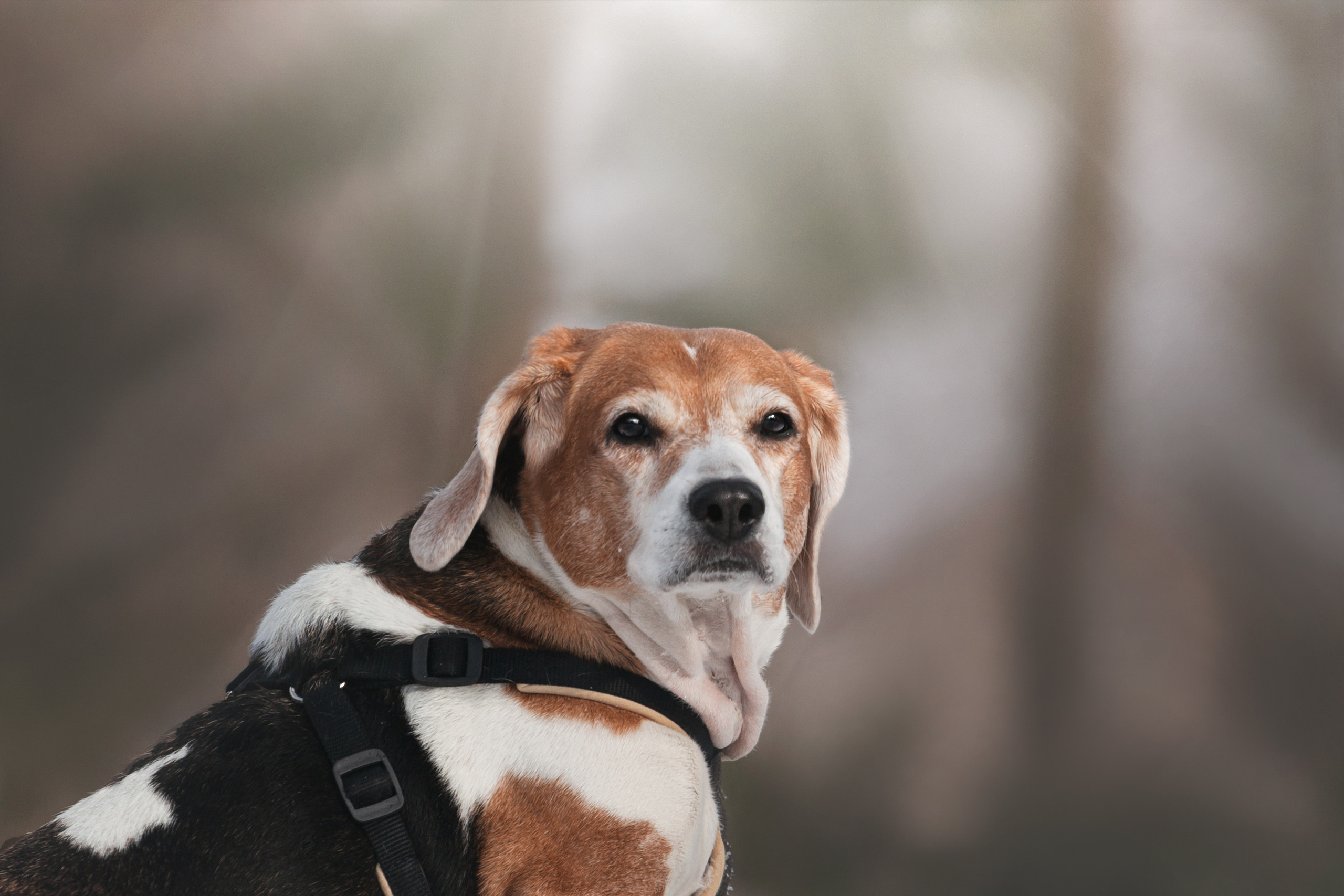 Группа помощи Дом для бигля 2023. Фотограф-анималист Татьяна Степанова