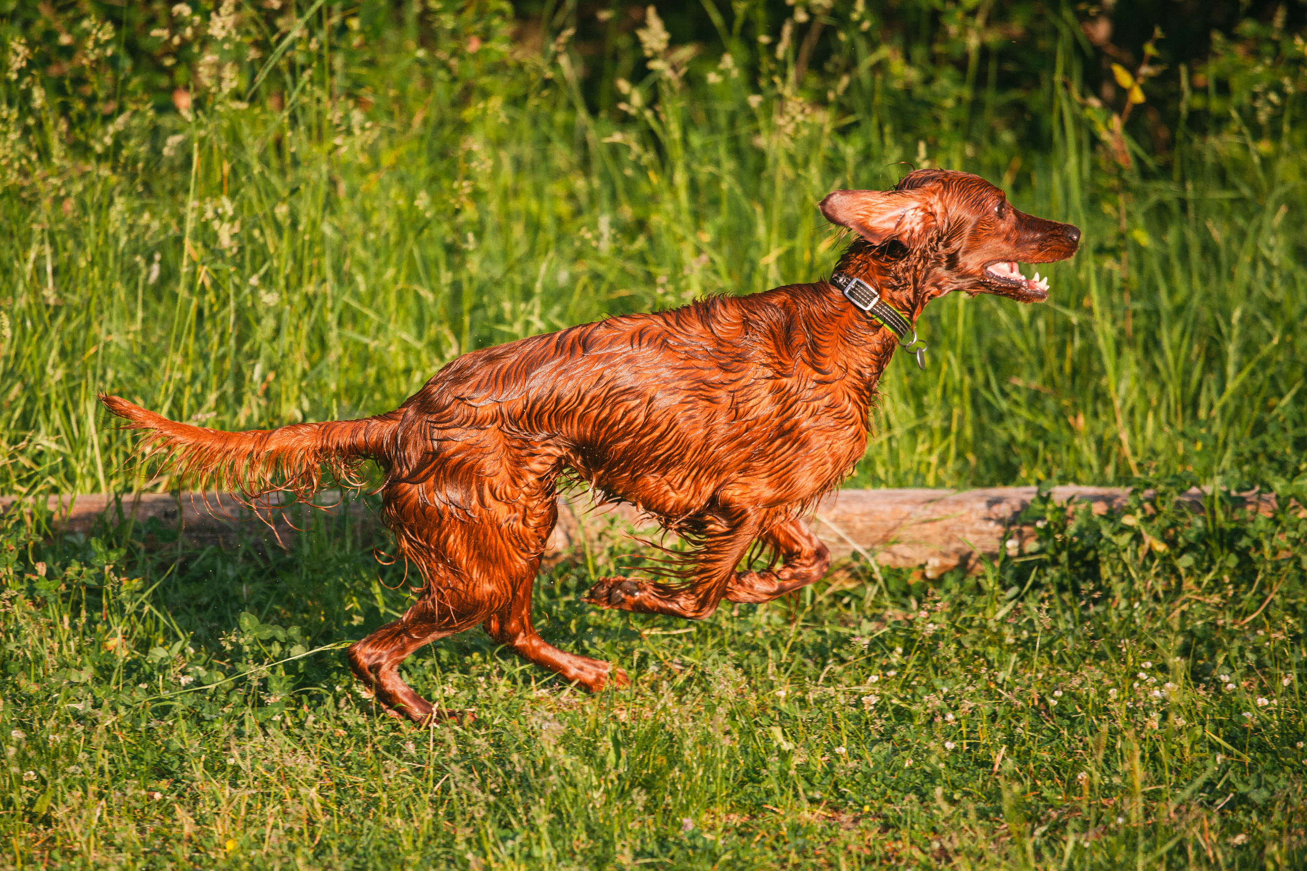 Рассветная съемка в ПКИО Северное Тушино. Фотограф-анималист Татьяна Степанова