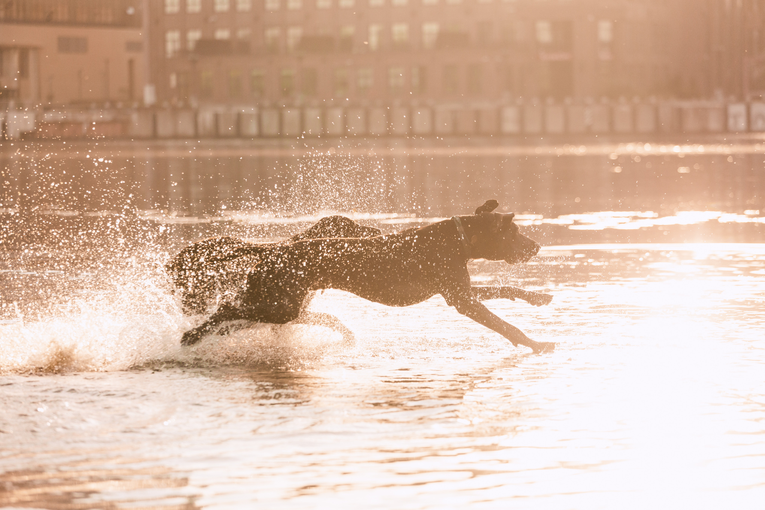 Рассветная съемка в ПКИО Северное Тушино. Фотограф-анималист Татьяна Степанова
