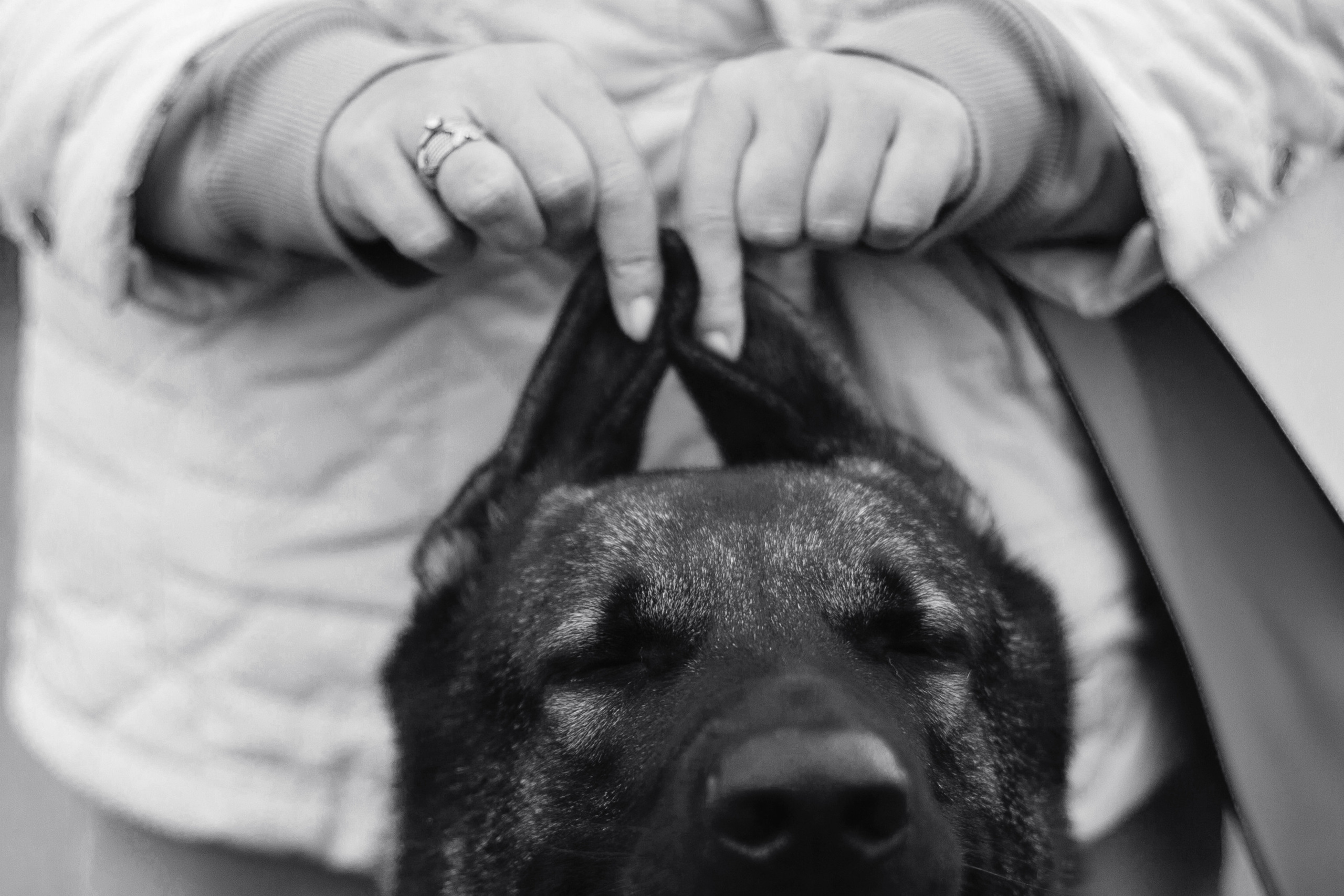 Женя, Скай и Арти в ПКИО Северное Тушино. Фотограф-анималист Татьяна Степанова
