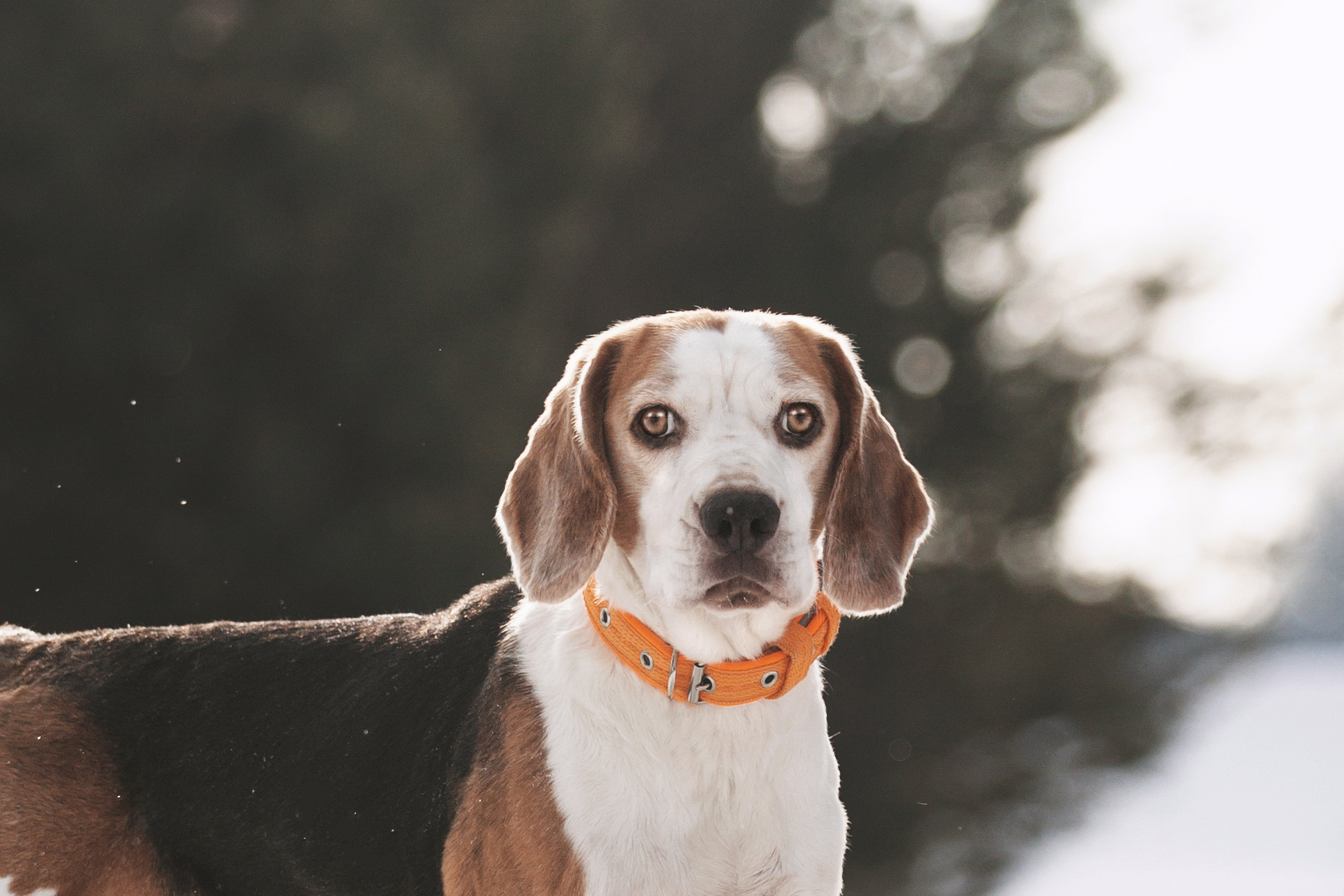 Группа помощи Дом для бигля 2023. Фотограф-анималист Татьяна Степанова