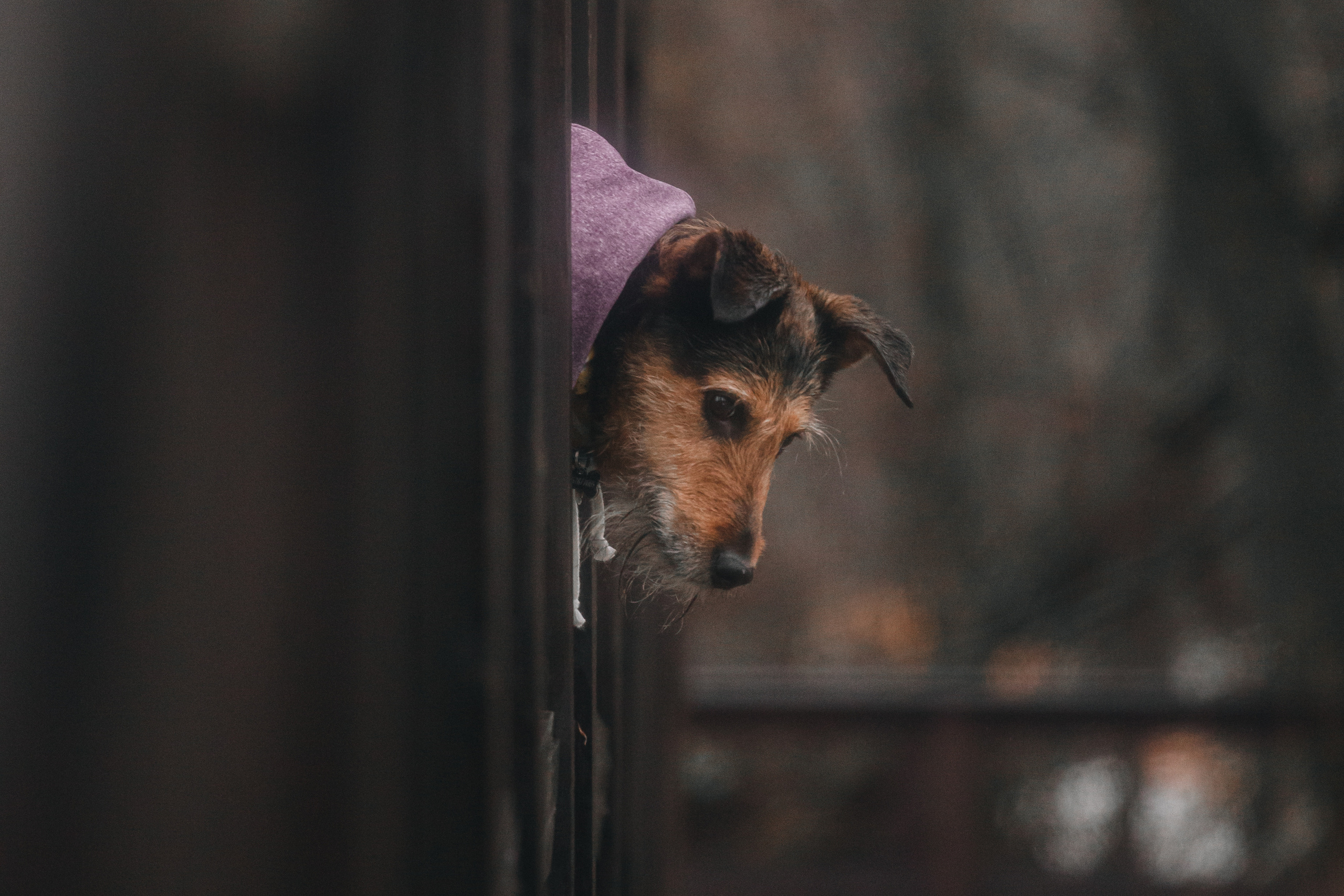 Лиза и Бренда. Фотограф-анималист Татьяна Степанова