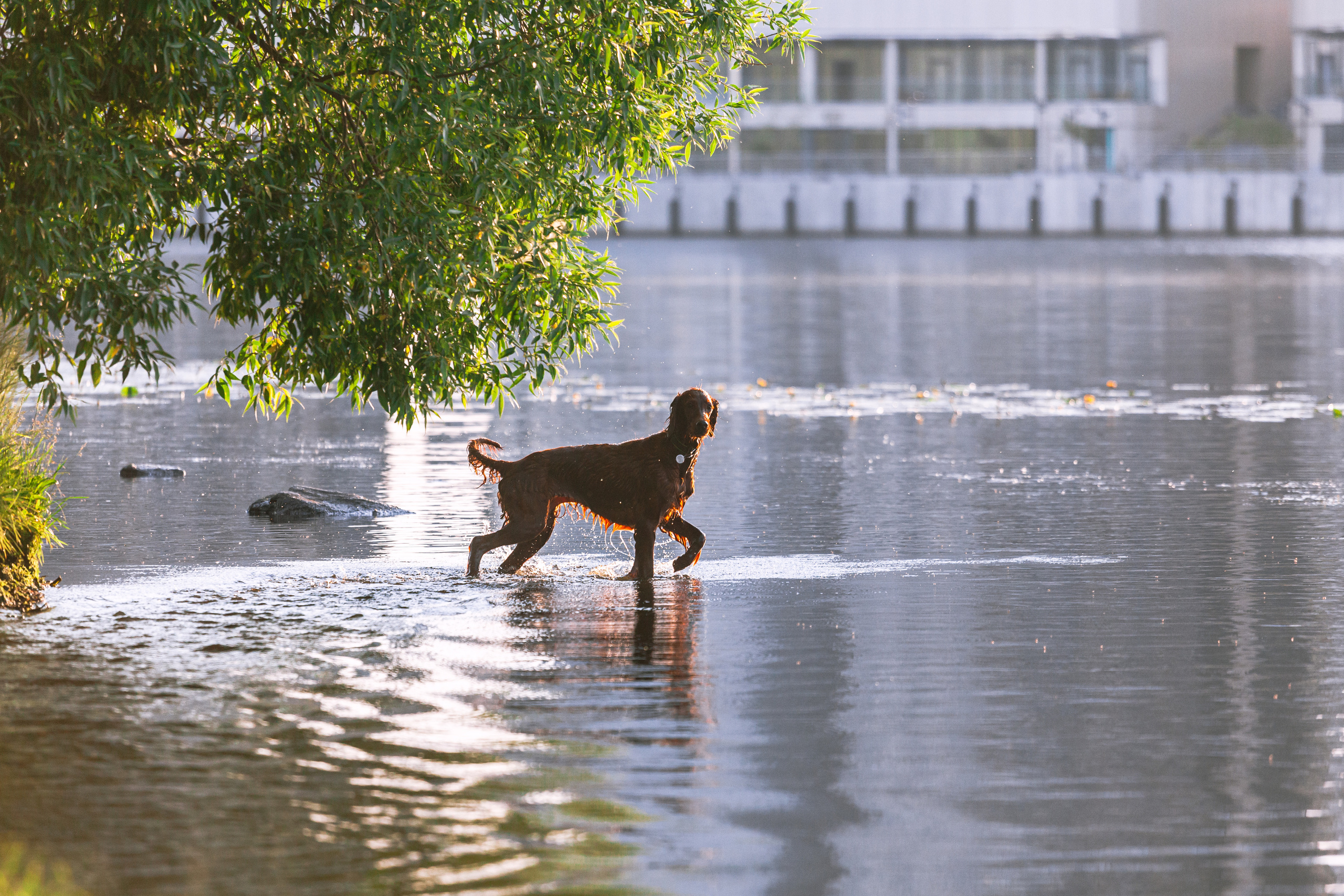 Рассветная съемка в ПКИО Северное Тушино. Фотограф-анималист Татьяна Степанова