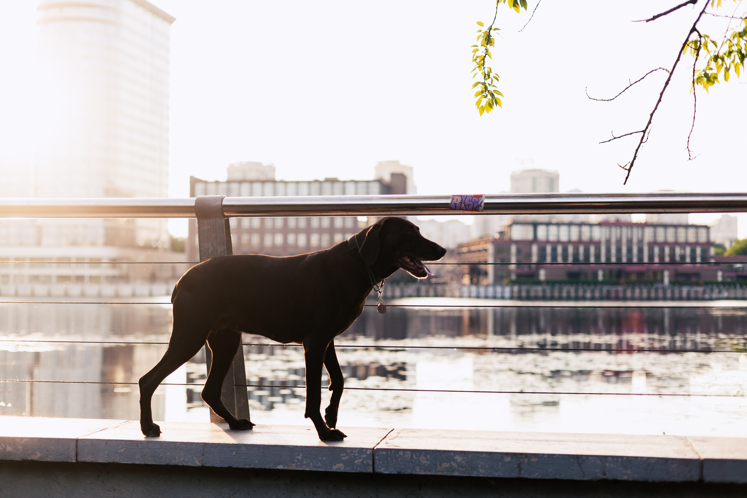 Рассветная съемка в ПКИО Северное Тушино. Фотограф-анималист Татьяна Степанова
