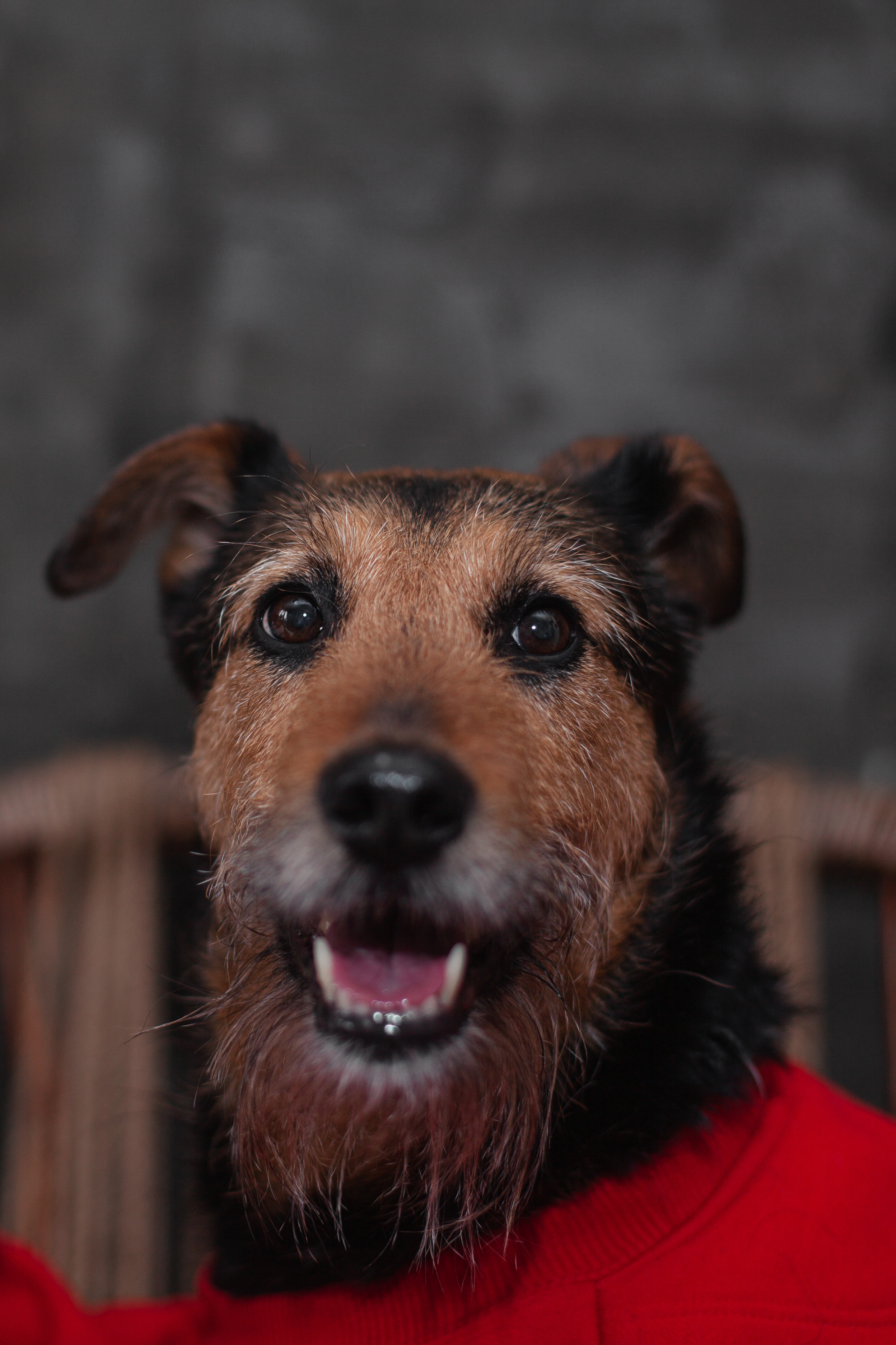 Лиза и Бренда. Фотограф-анималист Татьяна Степанова