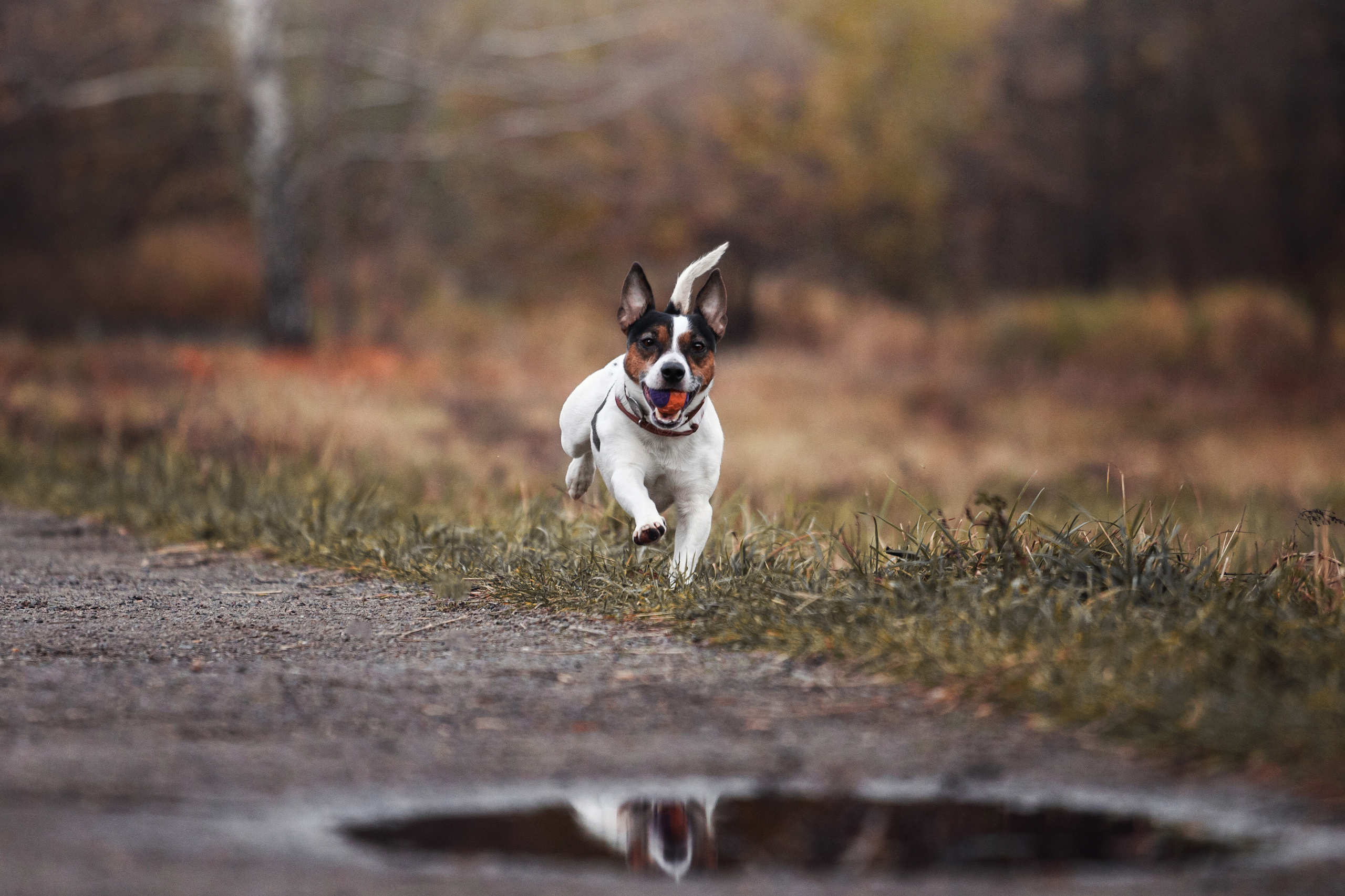Женя, Скай и Арти в ПКИО Северное Тушино. Фотограф-анималист Татьяна Степанова