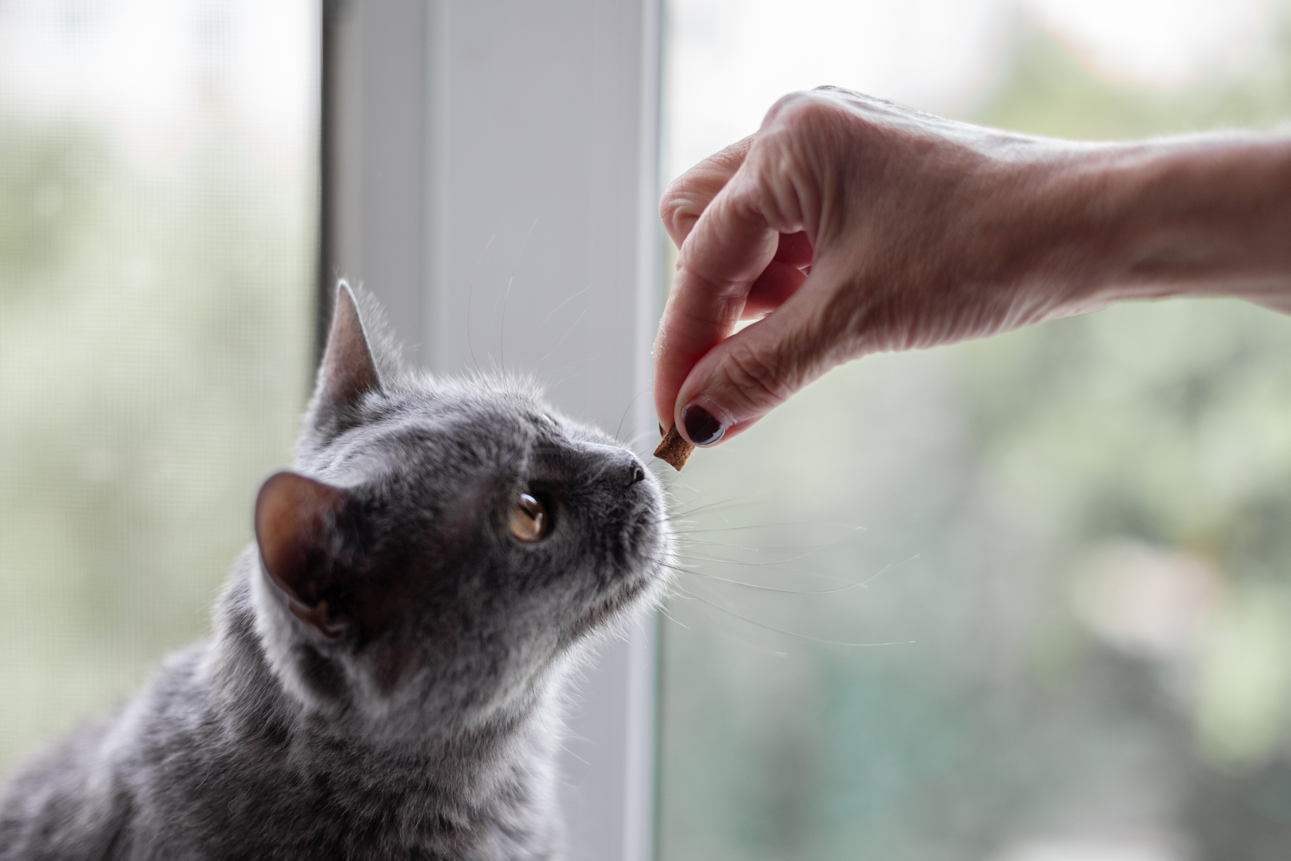 Кристи 2022. Фотограф-анималист Татьяна Степанова