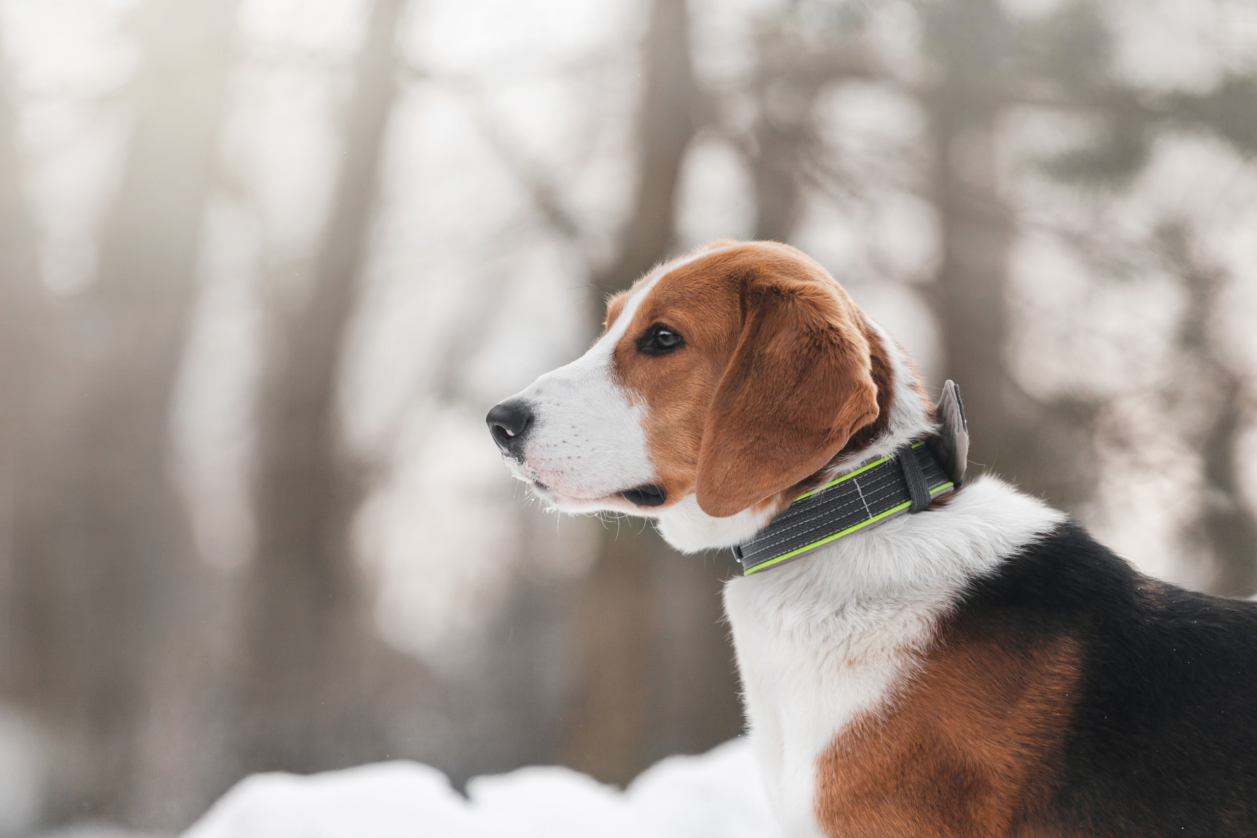 Группа помощи Дом для бигля 2023. Фотограф-анималист Татьяна Степанова