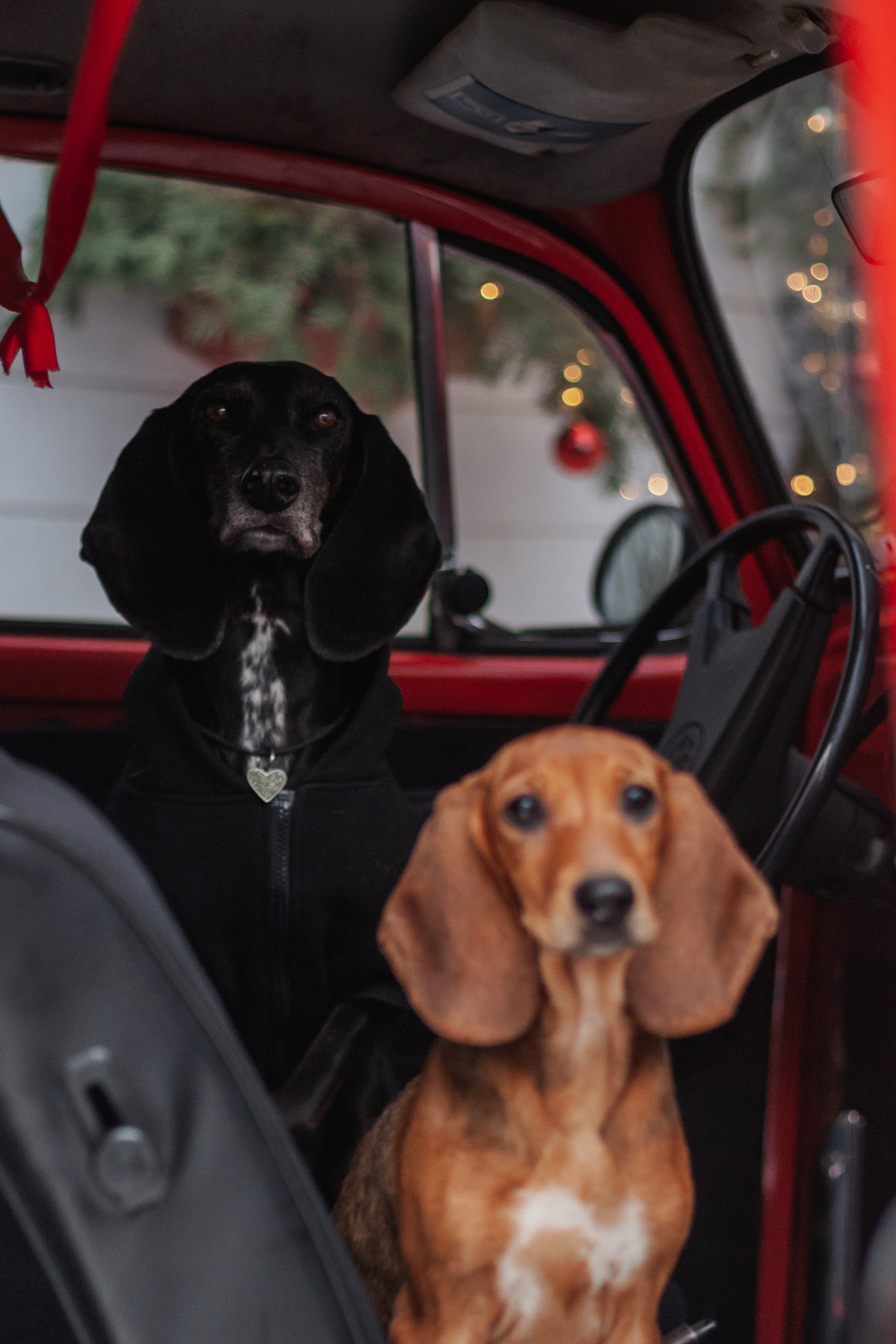 Новогодняя серия с ретромашиной. Фотограф-анималист Татьяна Степанова