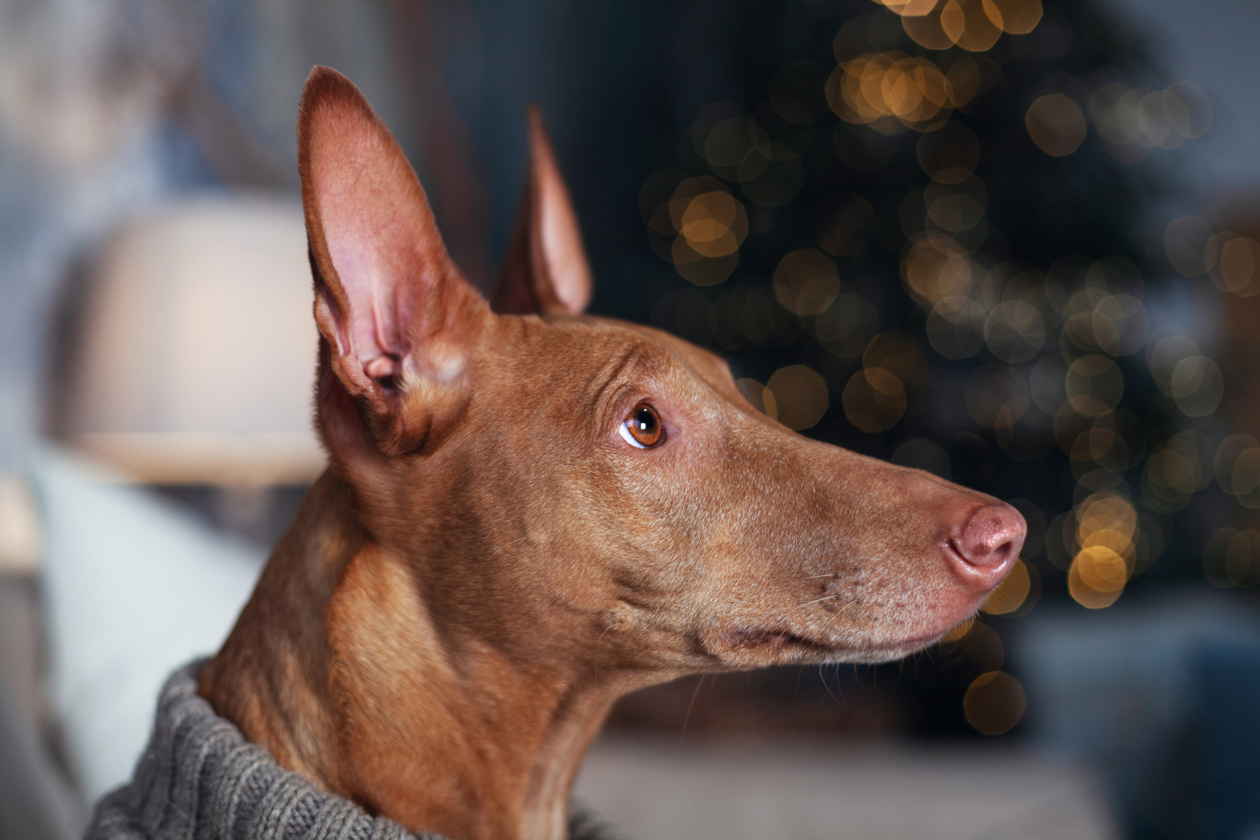 Юля и Мэри. Фотограф-анималист Татьяна Степанова