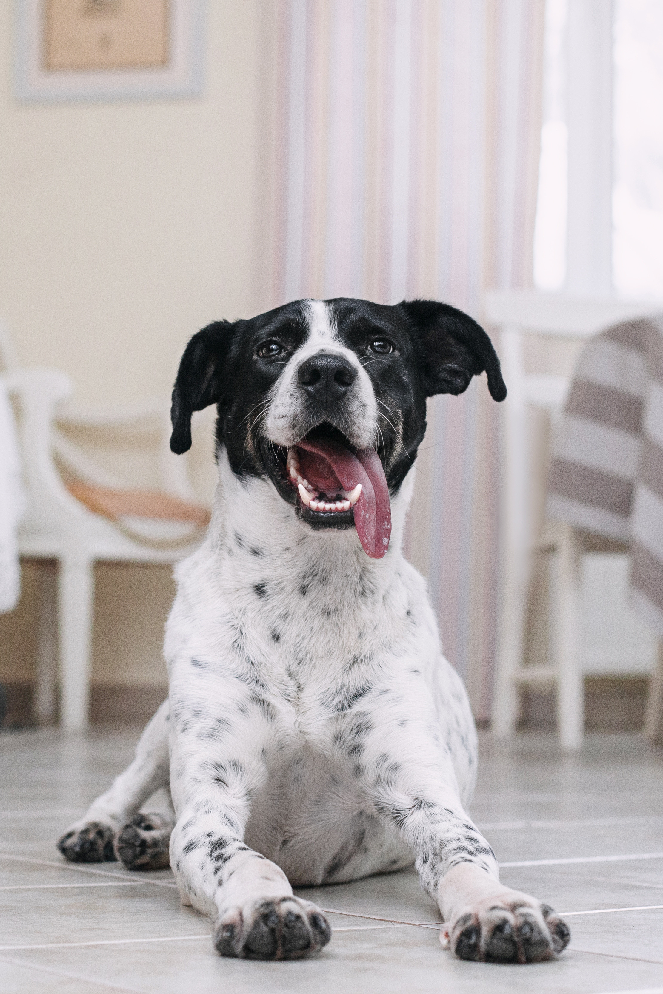 Домашняя съемка 2 собак и кошки 2023. Фотограф-анималист Татьяна Степанова