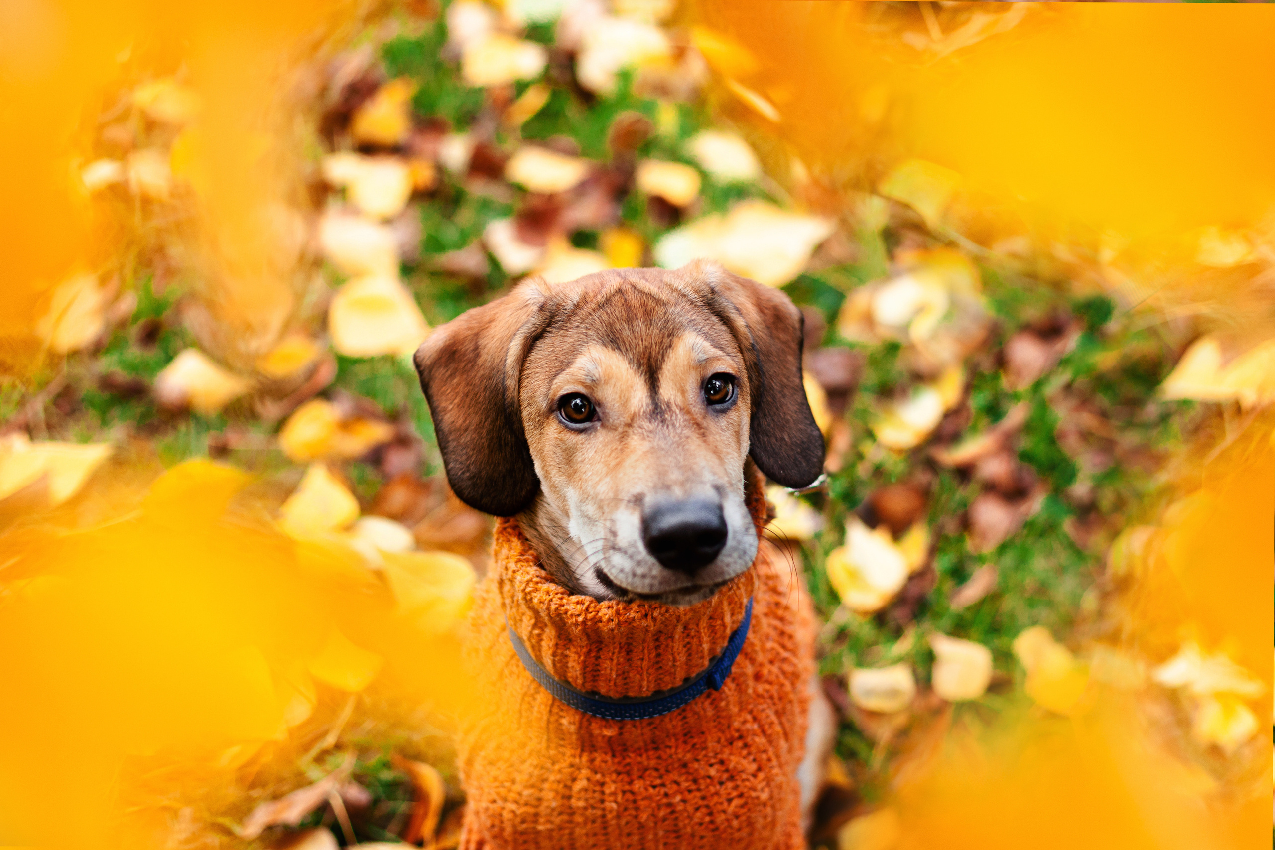 Лукас и Бусинка 2022. Фотограф-анималист Татьяна Степанова