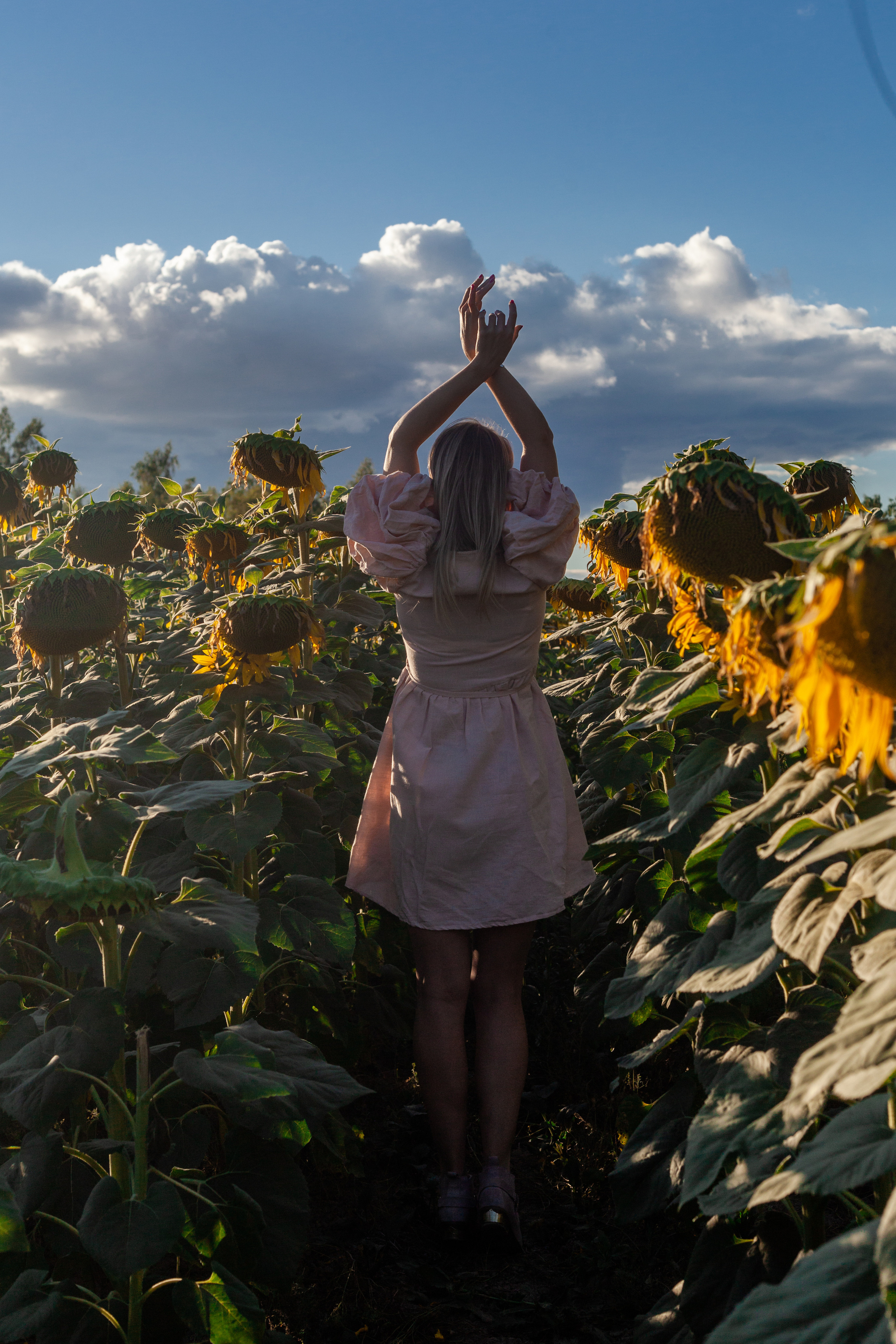 Коломна, стога и подсолнухи. Фотограф-анималист Татьяна Степанова