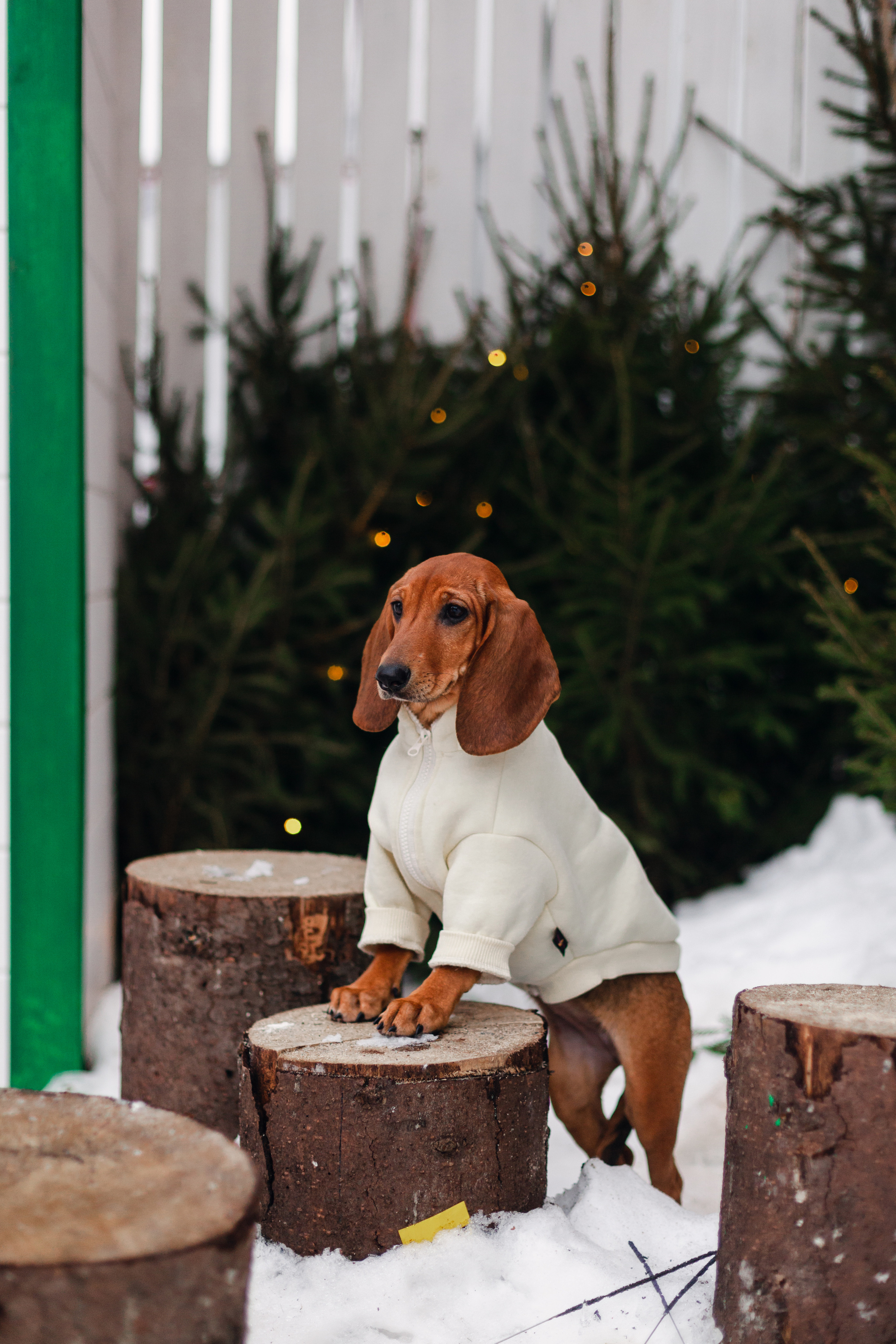 Новогодняя серия с ретромашиной. Фотограф-анималист Татьяна Степанова