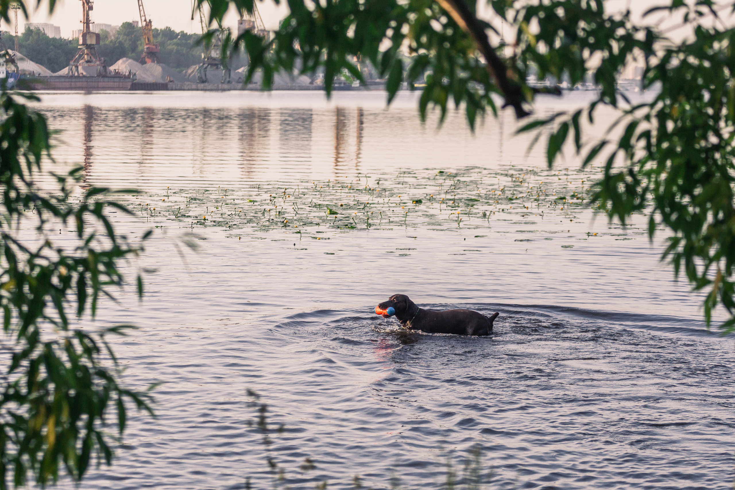 Рассветная съемка в ПКИО Северное Тушино. Фотограф-анималист Татьяна Степанова