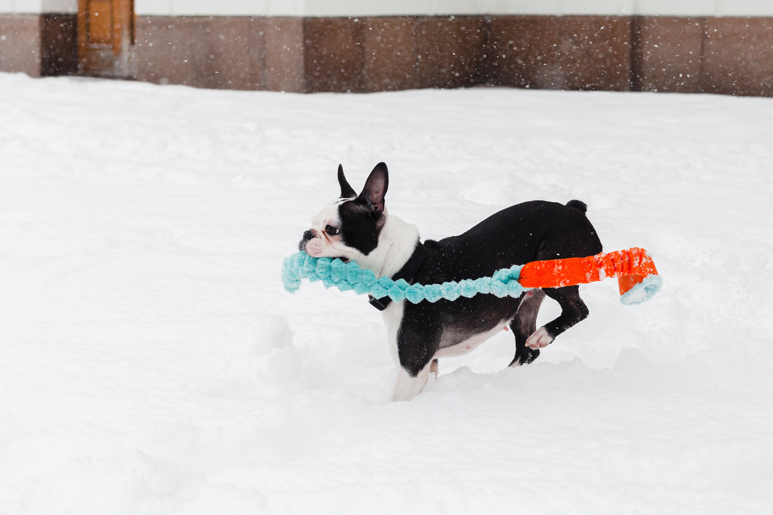 Василиса и Мира Кузнецкий мост. Фотограф-анималист Татьяна Степанова