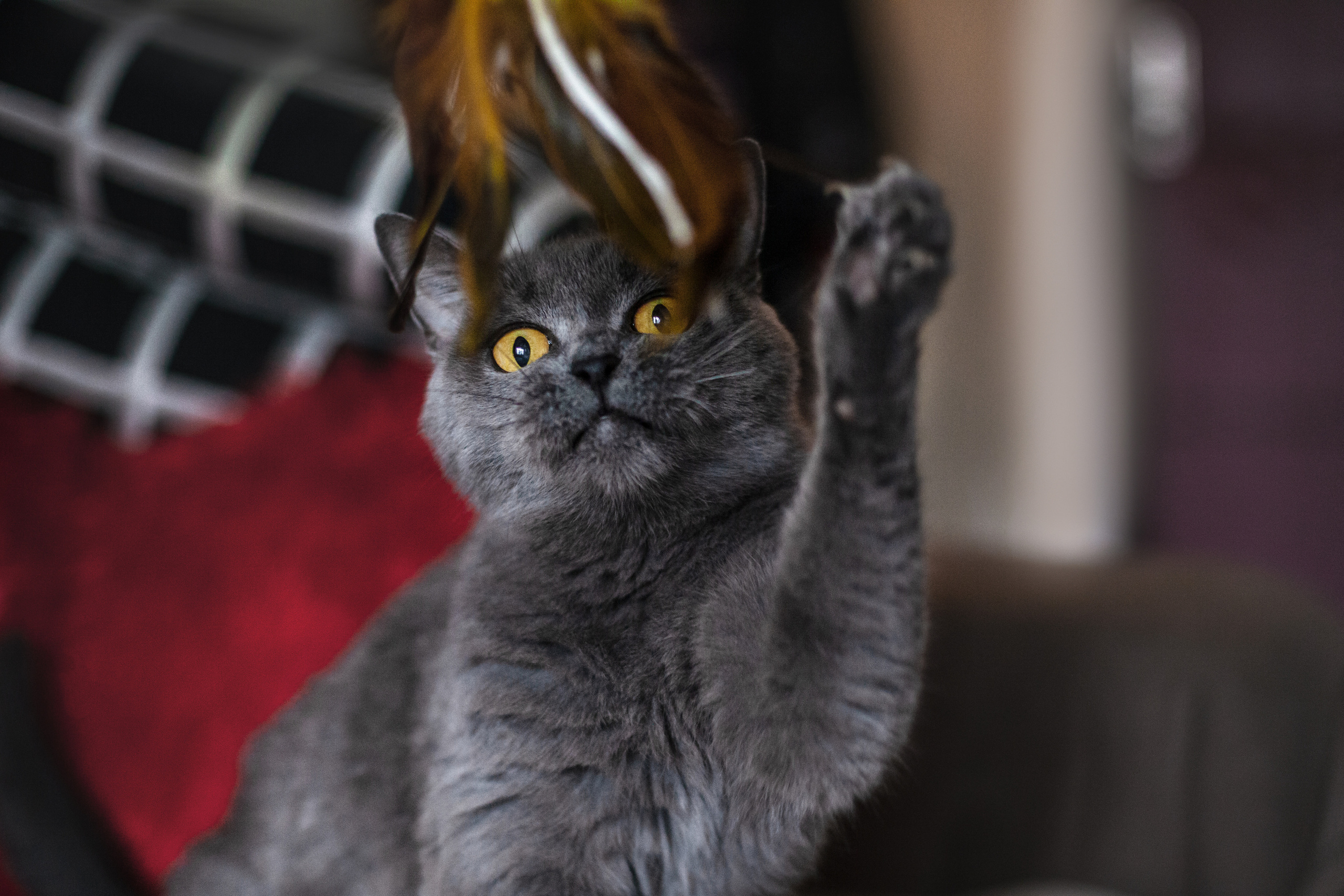 Кристи 2022. Фотограф-анималист Татьяна Степанова