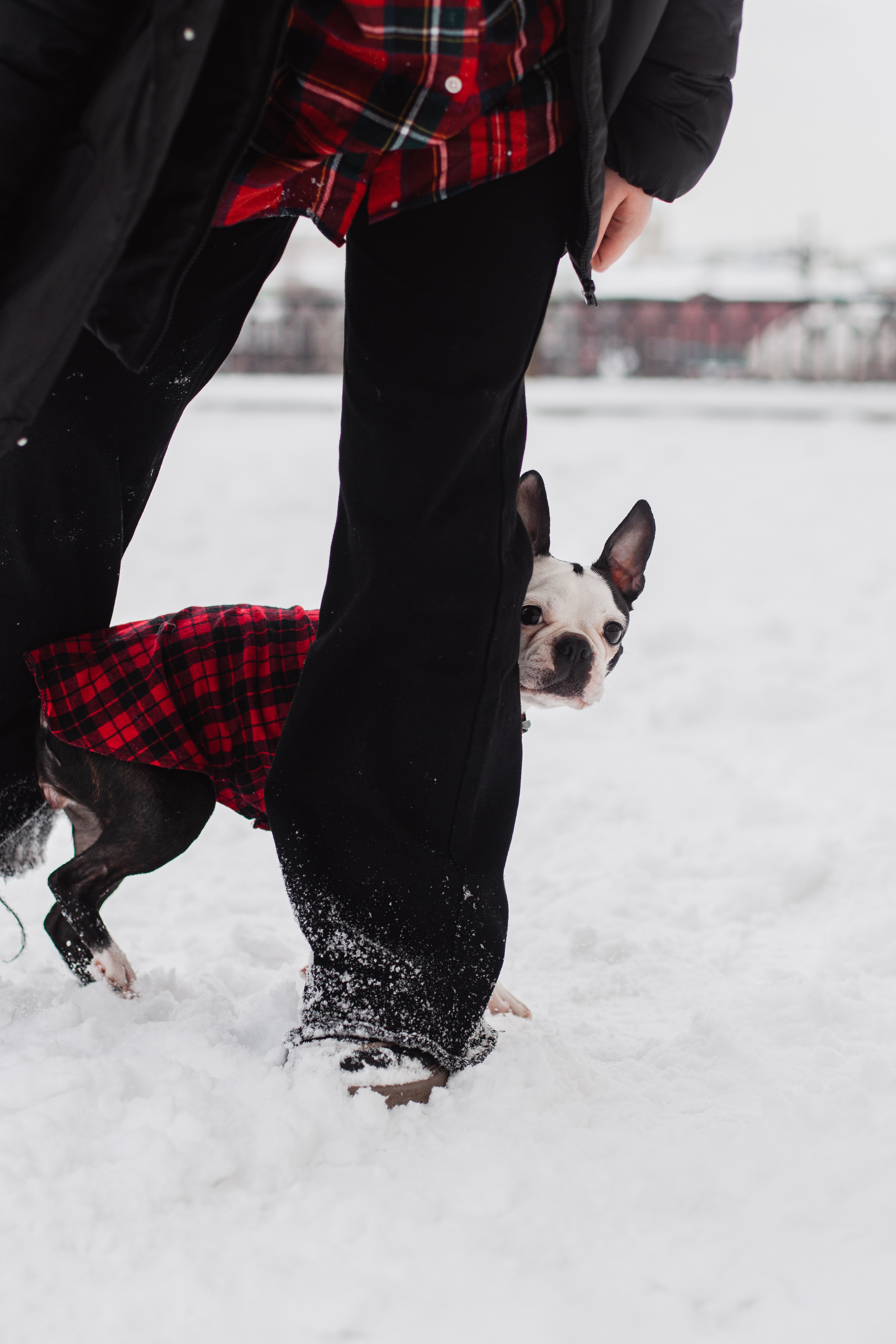 Василиса и Мира Кузнецкий мост. Фотограф-анималист Татьяна Степанова
