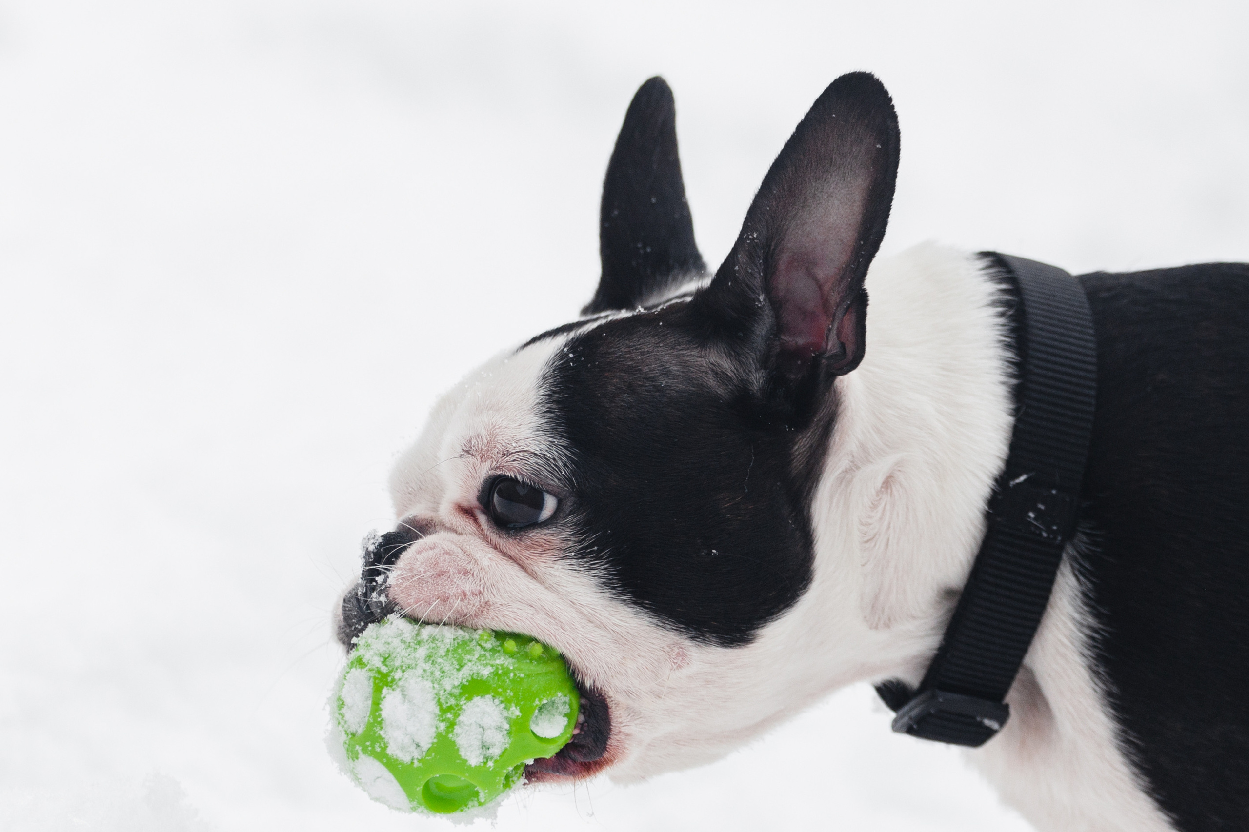 Василиса и Мира Кузнецкий мост. Фотограф-анималист Татьяна Степанова