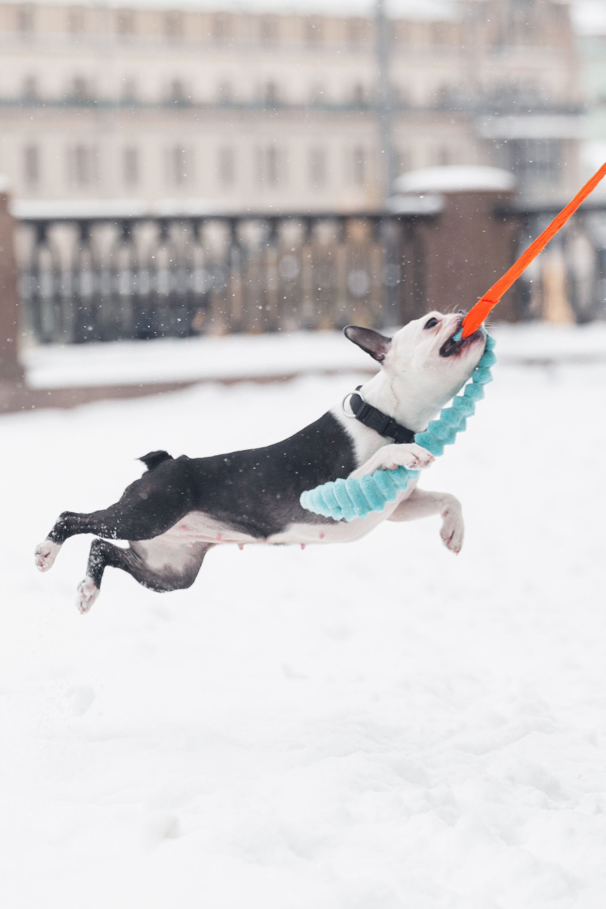 Василиса и Мира Кузнецкий мост. Фотограф-анималист Татьяна Степанова