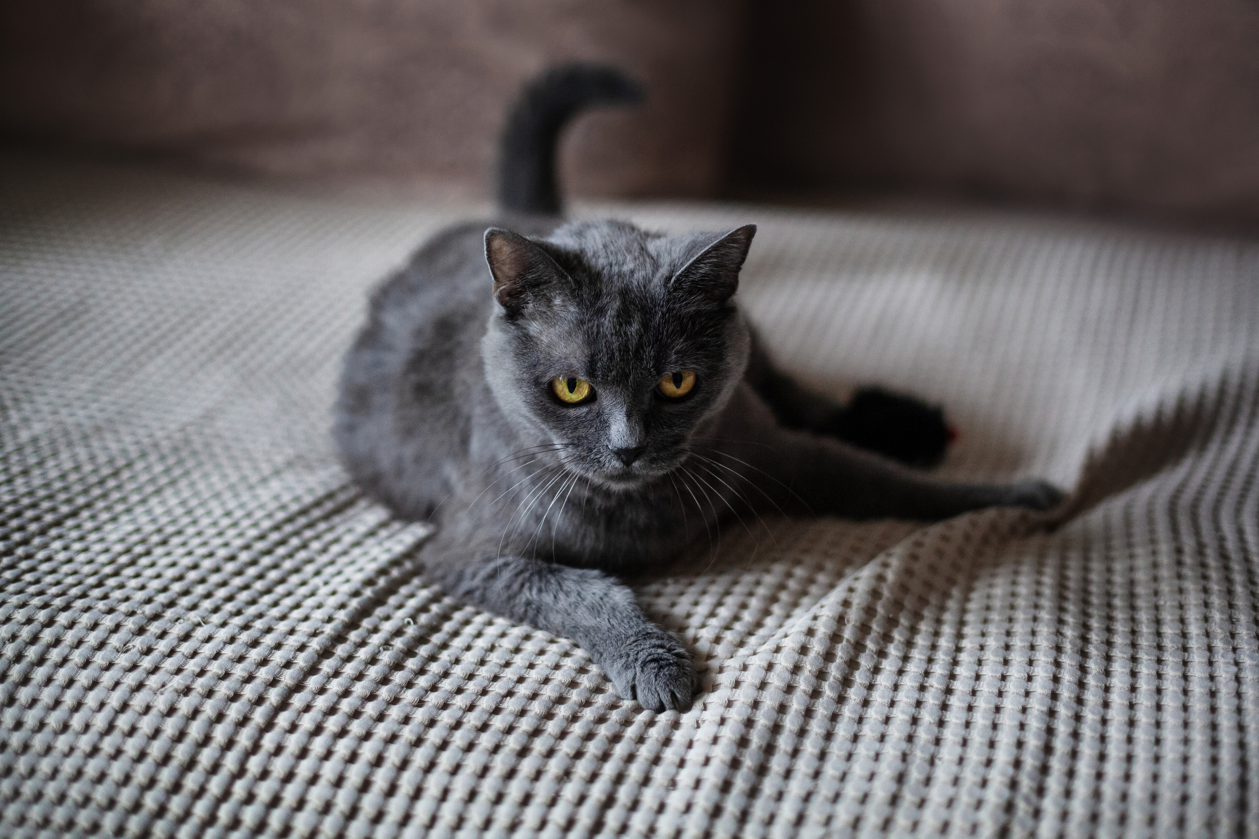 Кристи 2022. Фотограф-анималист Татьяна Степанова