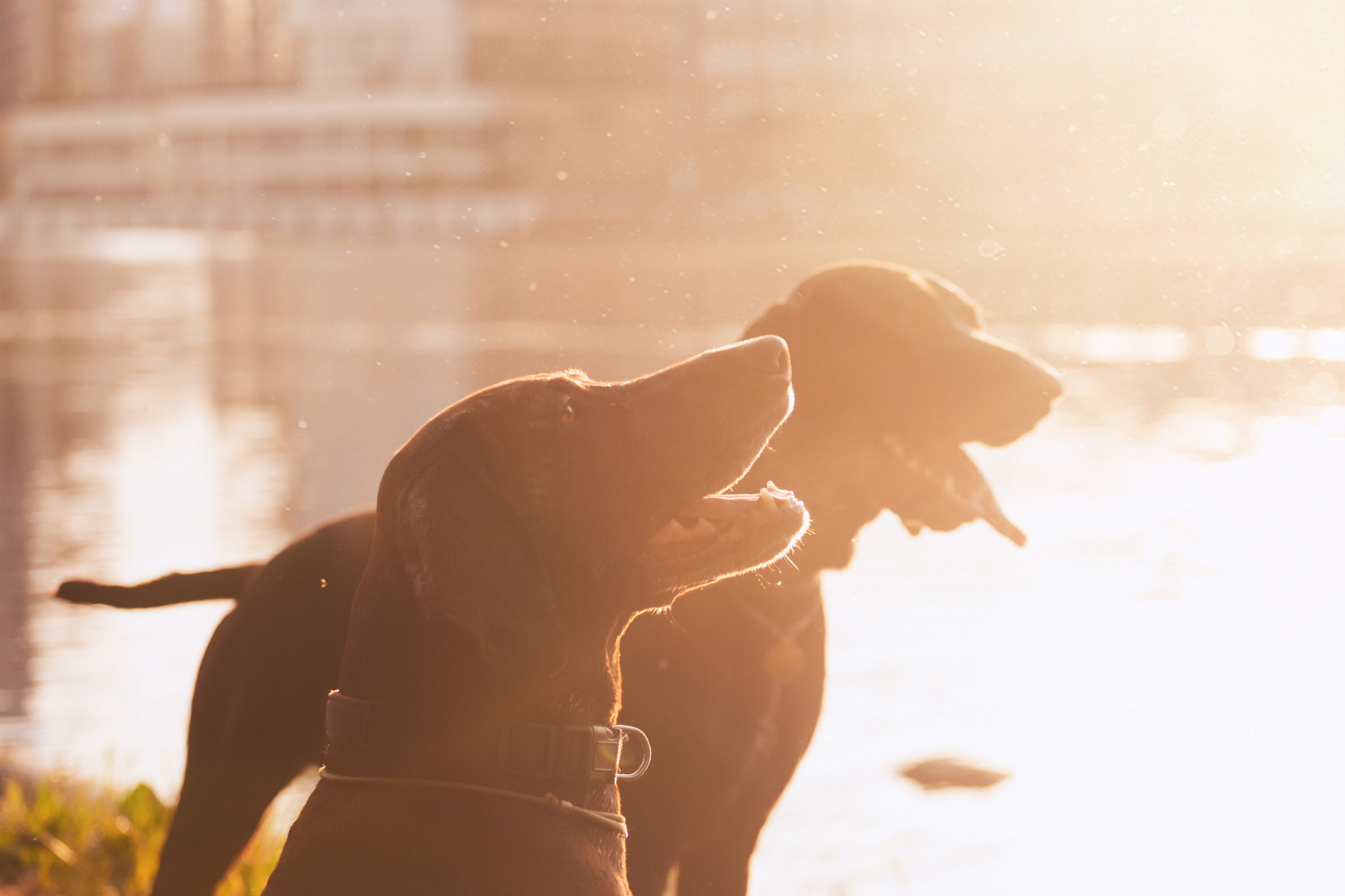 Рассветная съемка в ПКИО Северное Тушино. Фотограф-анималист Татьяна Степанова