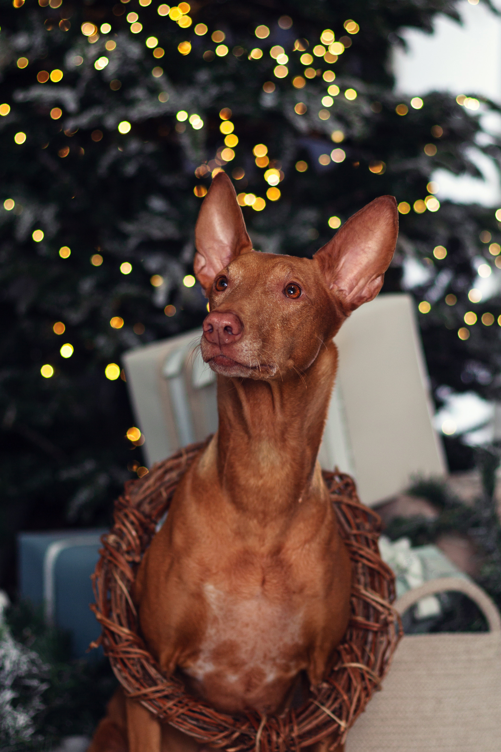 Юля и Мэри. Фотограф-анималист Татьяна Степанова