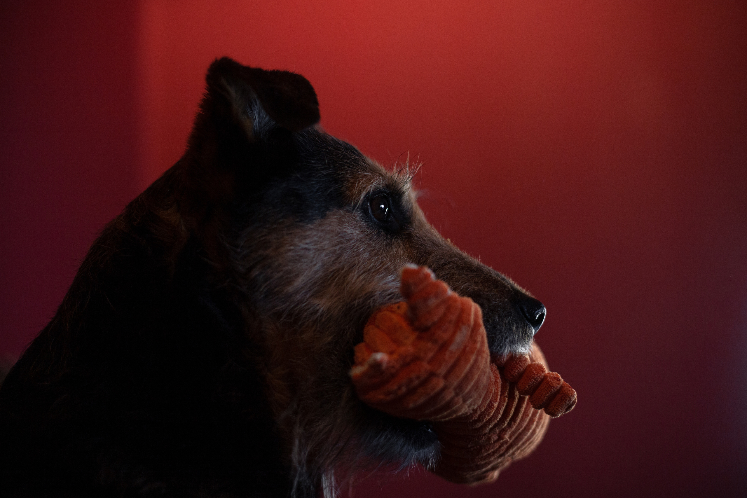 Лиза и Бренда. Фотограф-анималист Татьяна Степанова