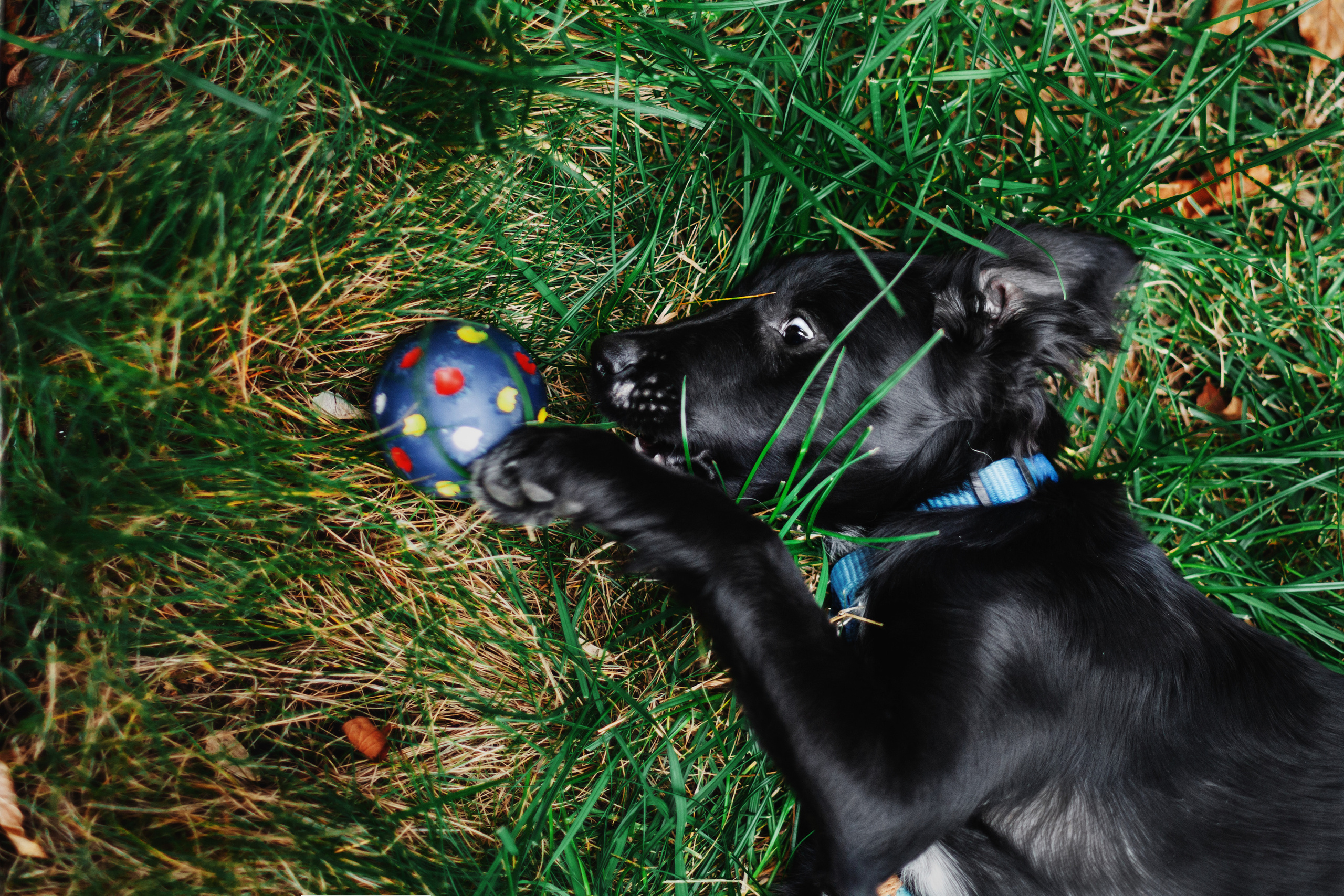 Пара щенков 2022. Фотограф-анималист Татьяна Степанова