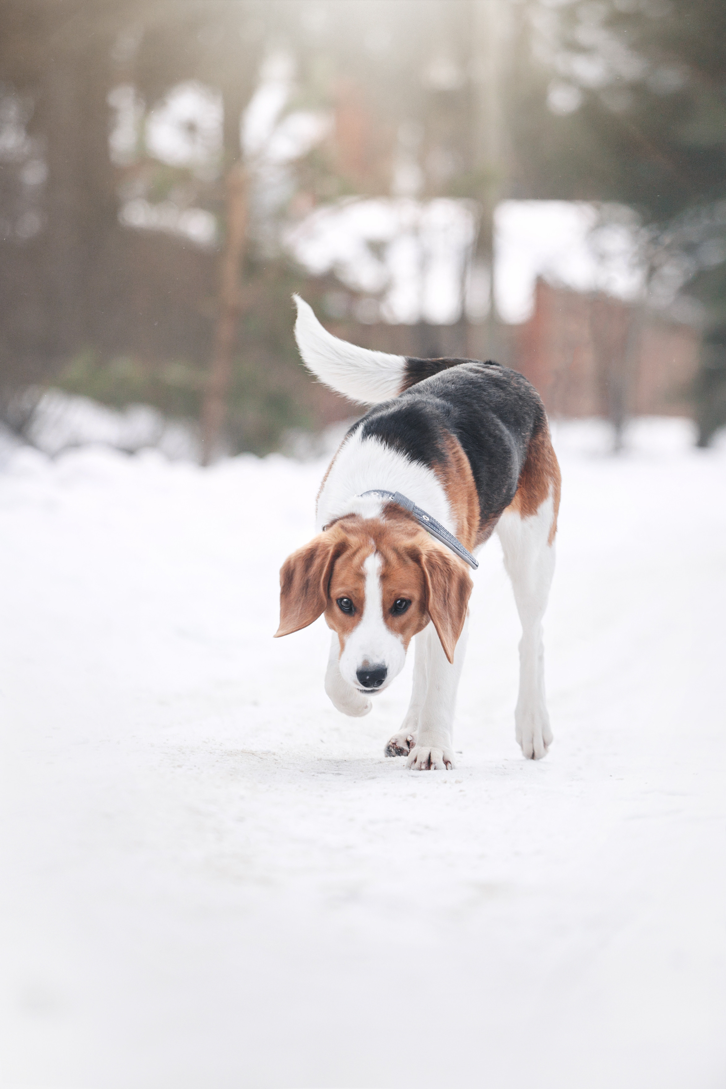 Группа помощи Дом для бигля 2023. Фотограф-анималист Татьяна Степанова