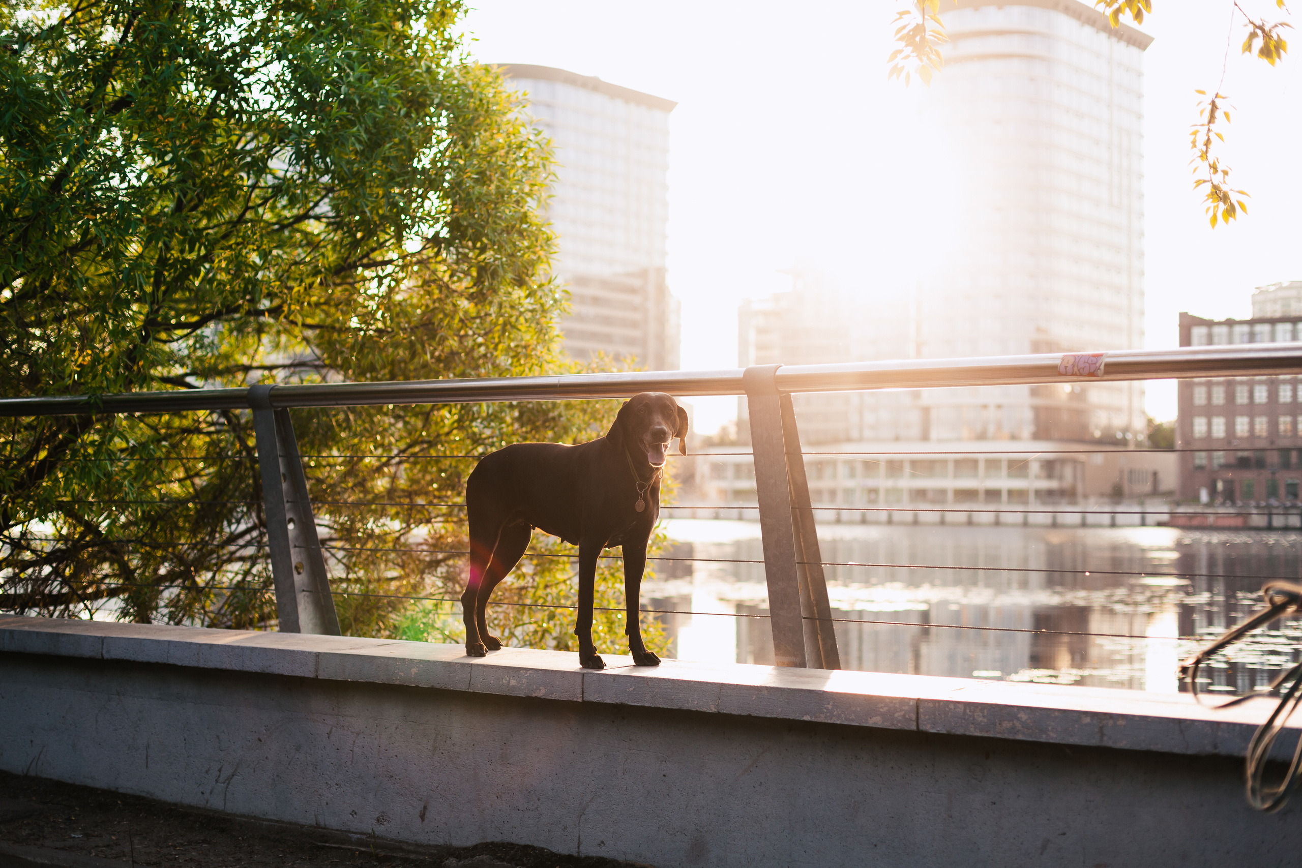 Рассветная съемка в ПКИО Северное Тушино. Фотограф-анималист Татьяна Степанова