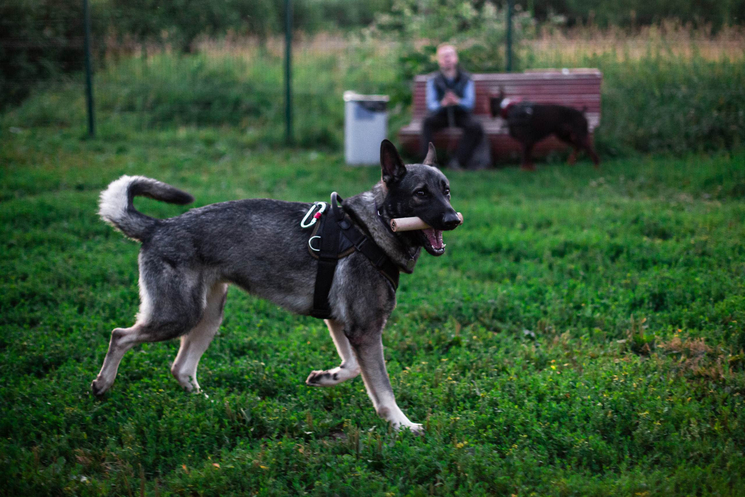 Занятие ЗКС+Выборка 2022. Фотограф-анималист Татьяна Степанова