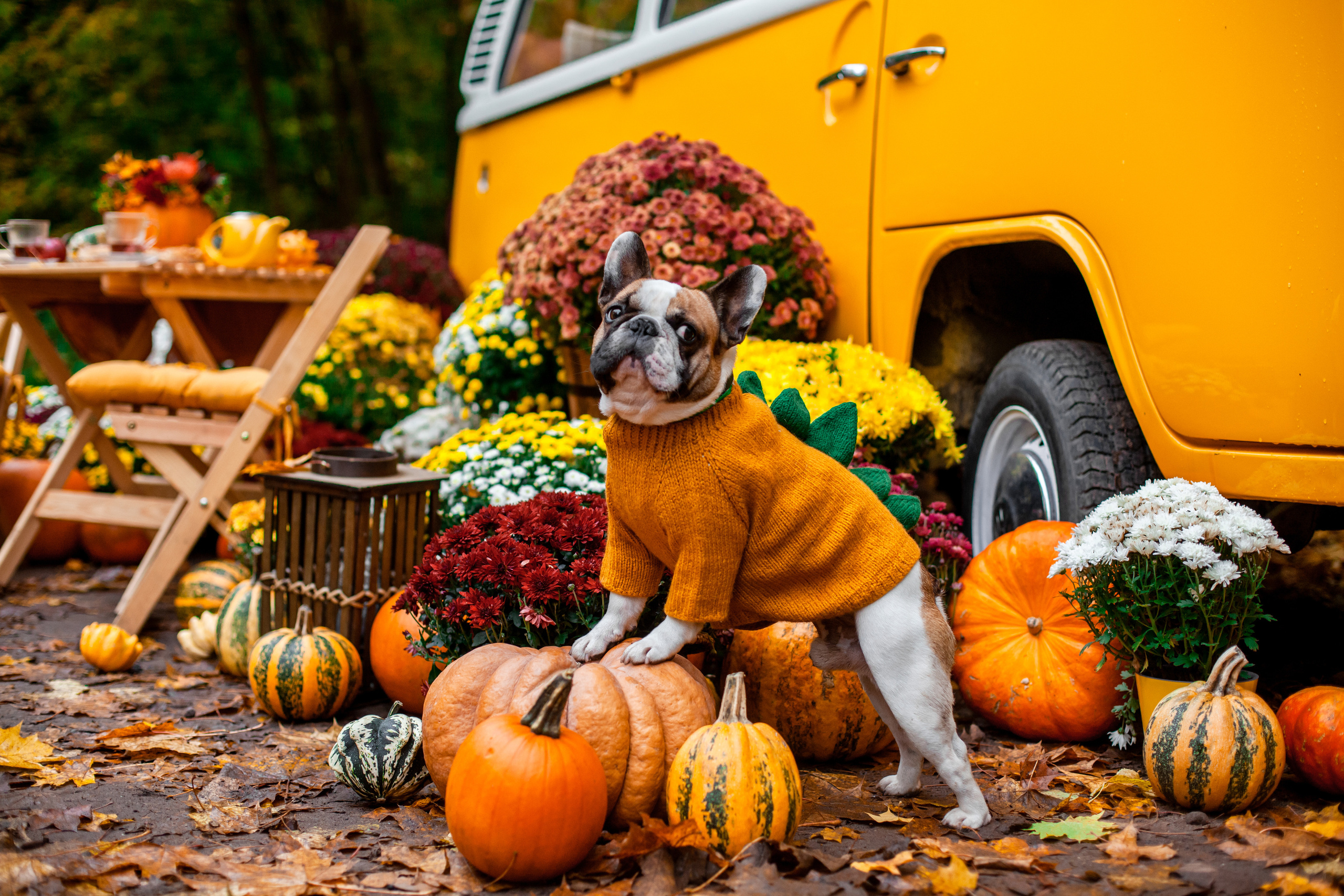 Съемка с ретро автобусом. Фотограф-анималист Татьяна Степанова