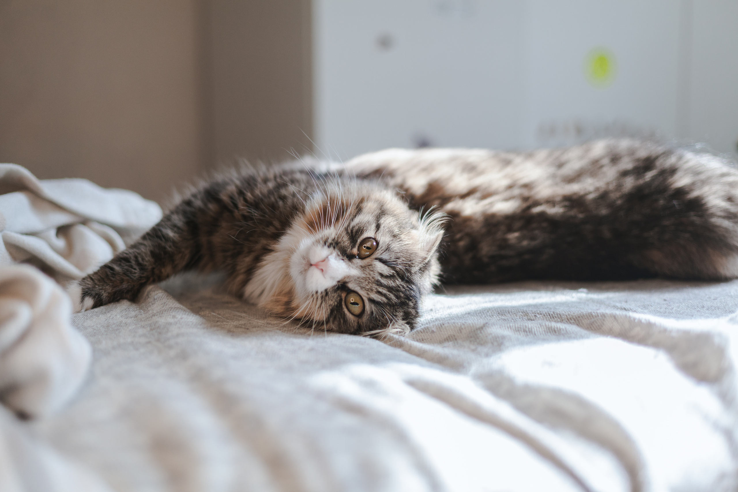 Семейная домашняя фотосессия. Фотограф-анималист Татьяна Степанова