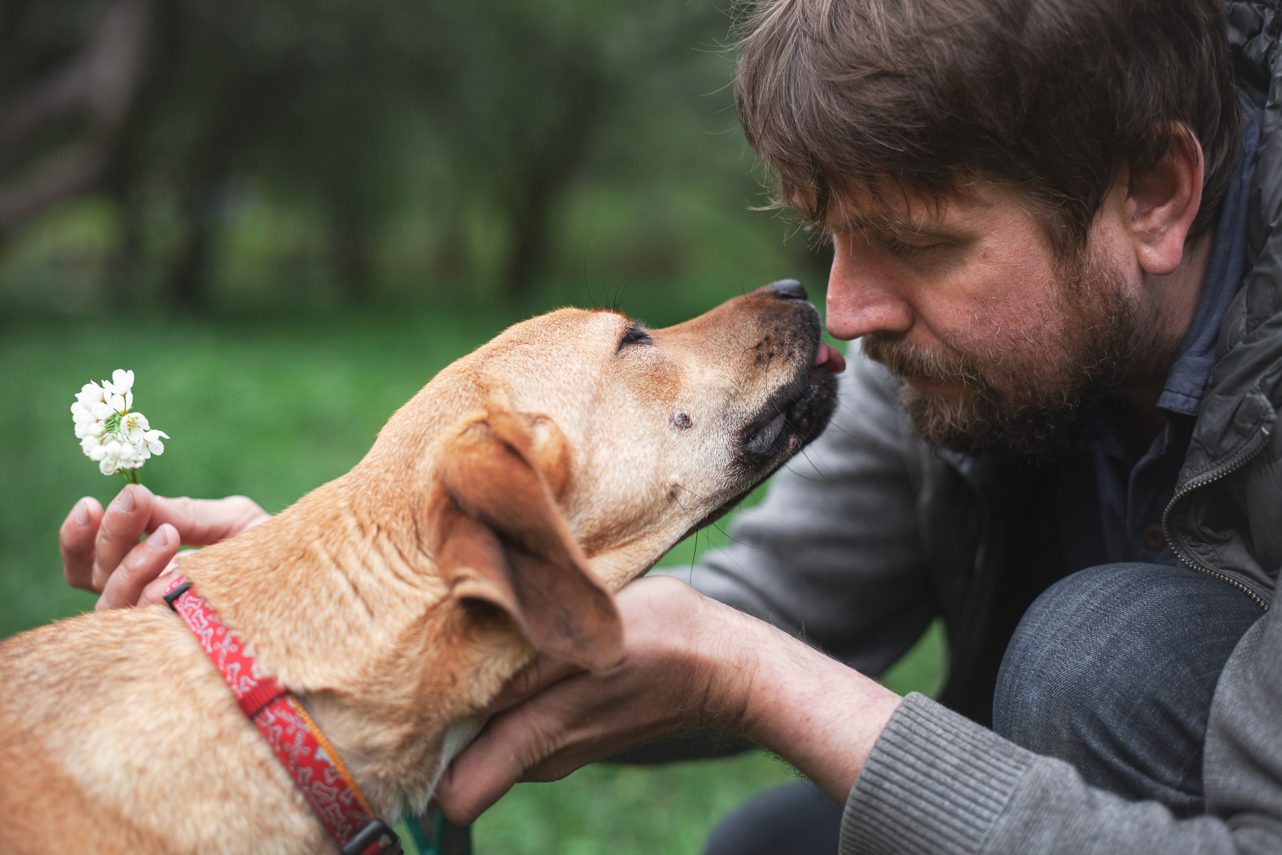 Съемка 3 собак в цветении 2023. Фотограф-анималист Татьяна Степанова