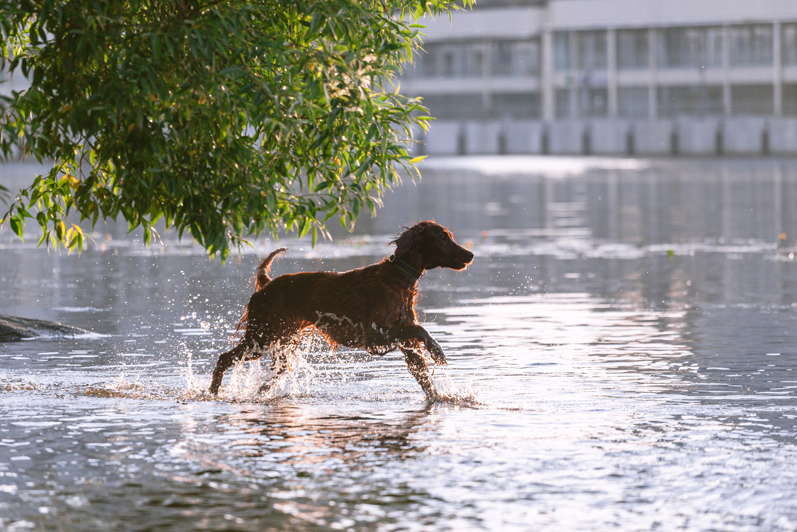 Рассветная съемка в ПКИО Северное Тушино. Фотограф-анималист Татьяна Степанова