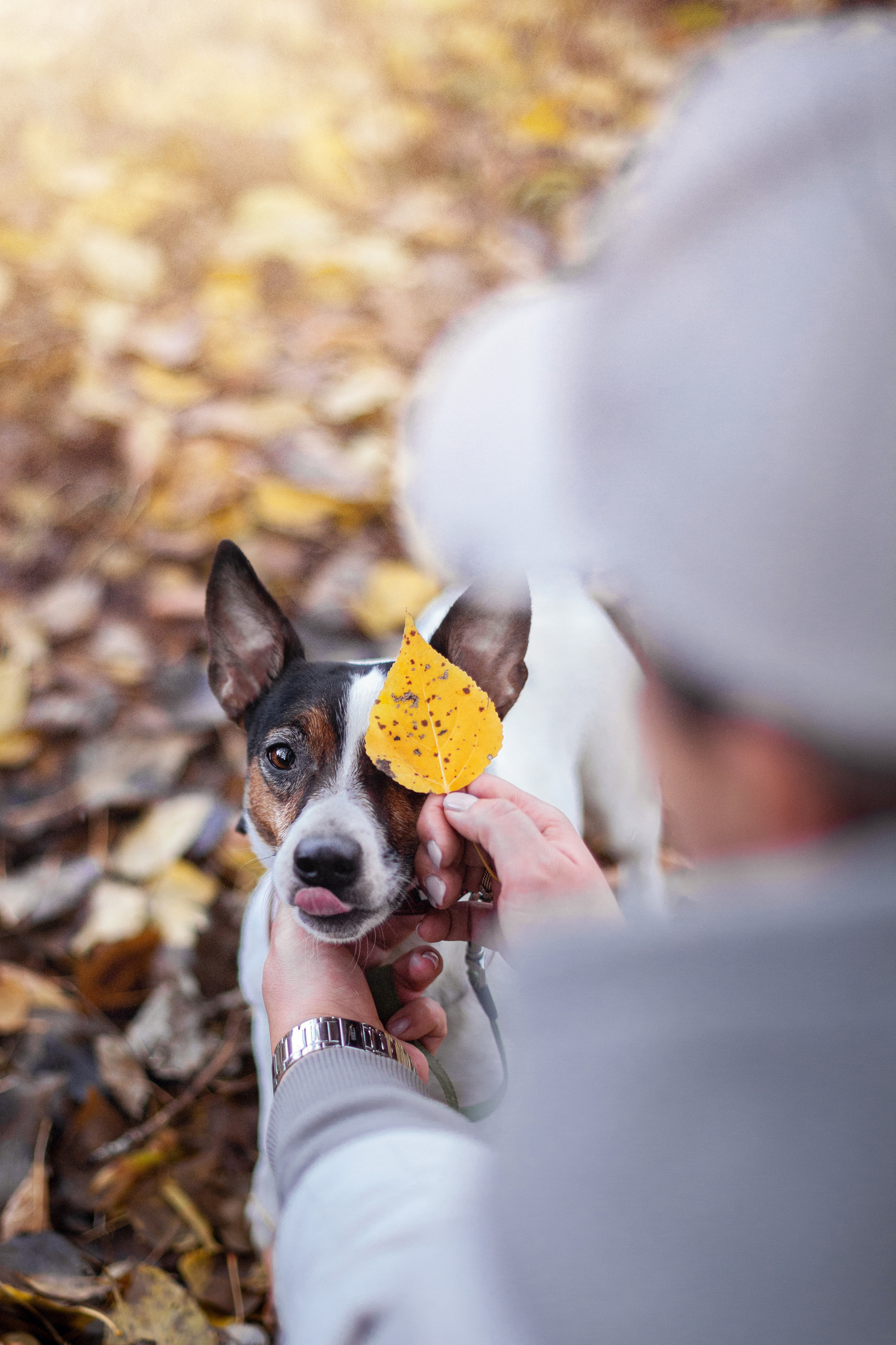 Женя, Скай и Арти в ПКИО Северное Тушино. Фотограф-анималист Татьяна Степанова
