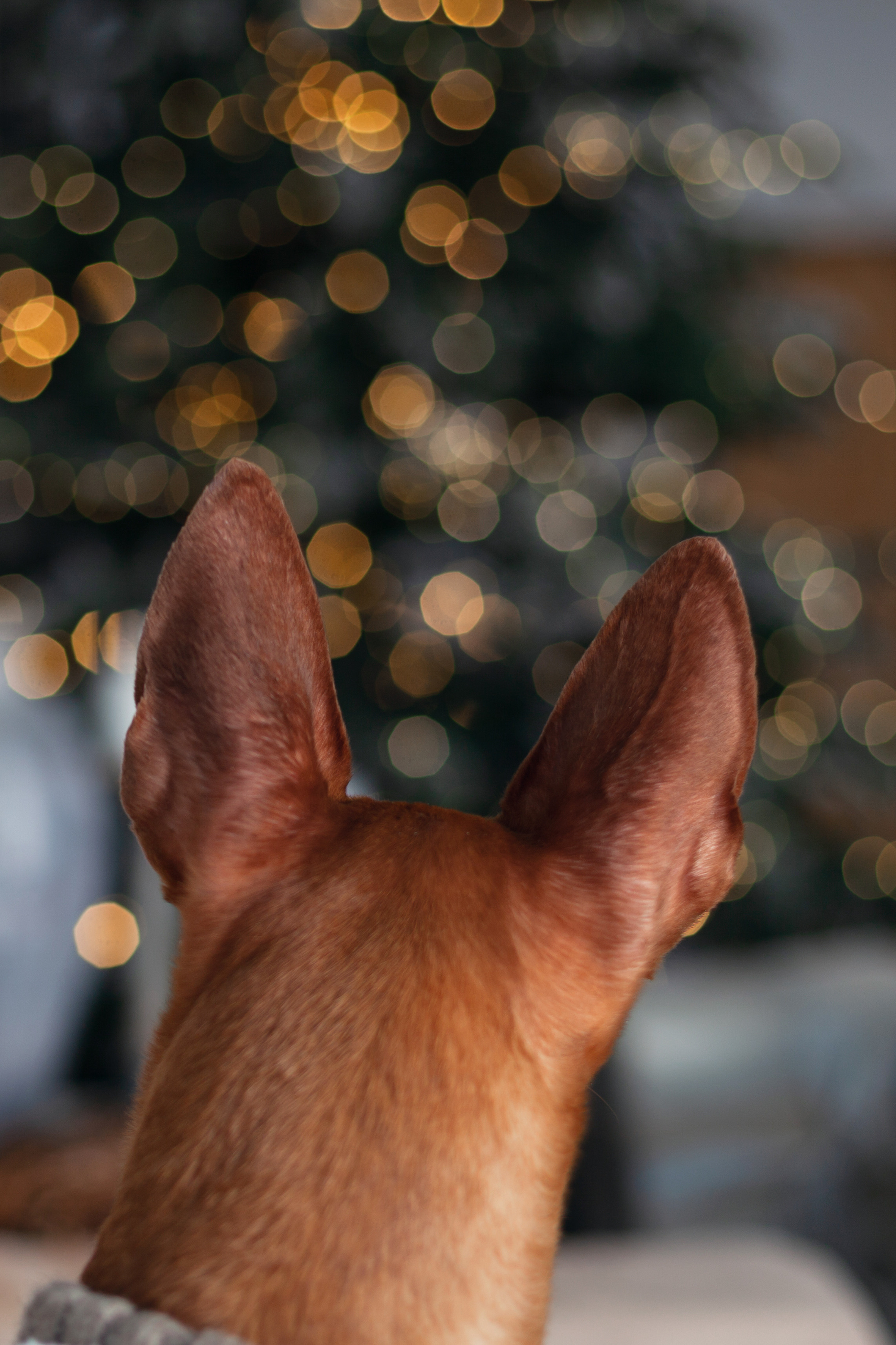 Юля и Мэри. Фотограф-анималист Татьяна Степанова