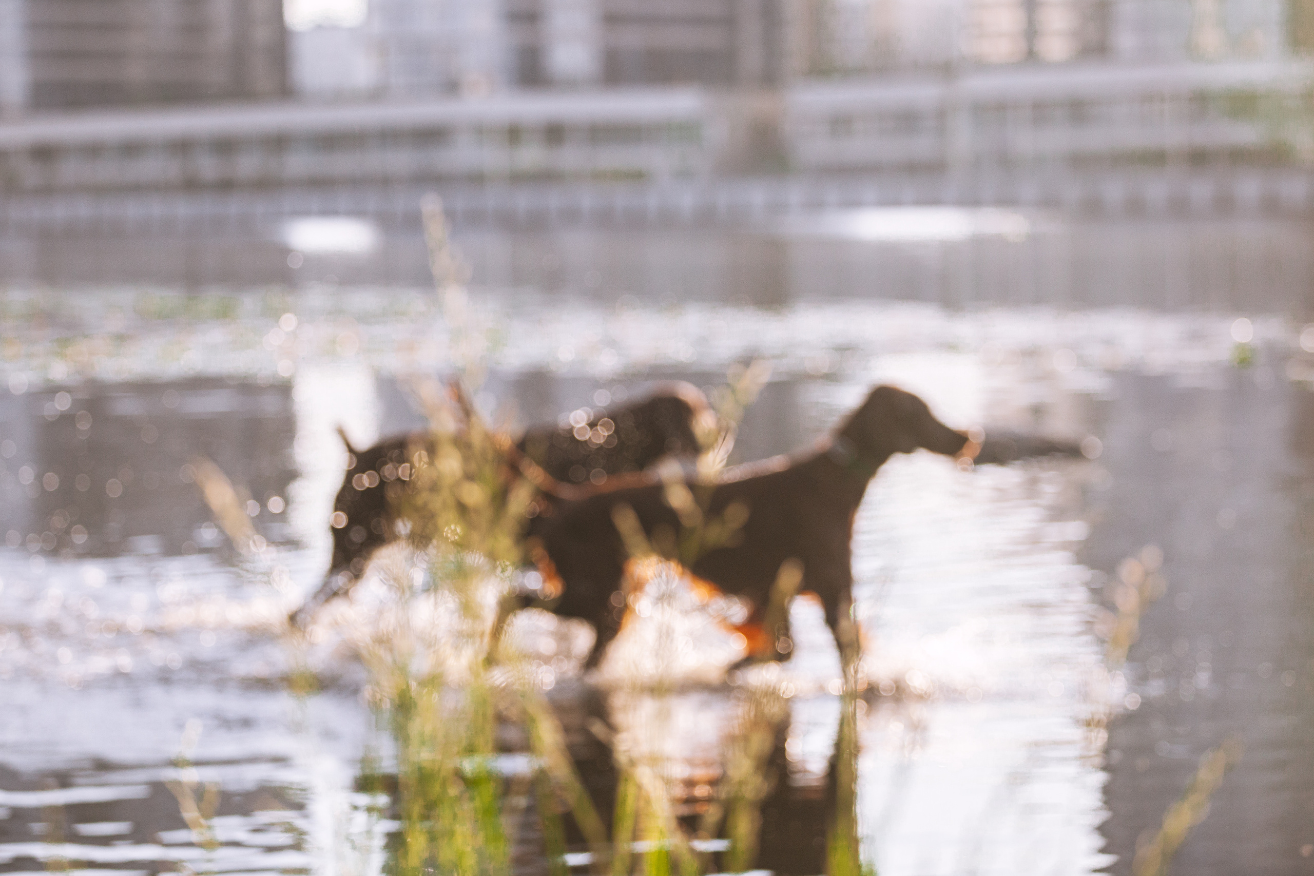 Рассветная съемка в ПКИО Северное Тушино. Фотограф-анималист Татьяна Степанова