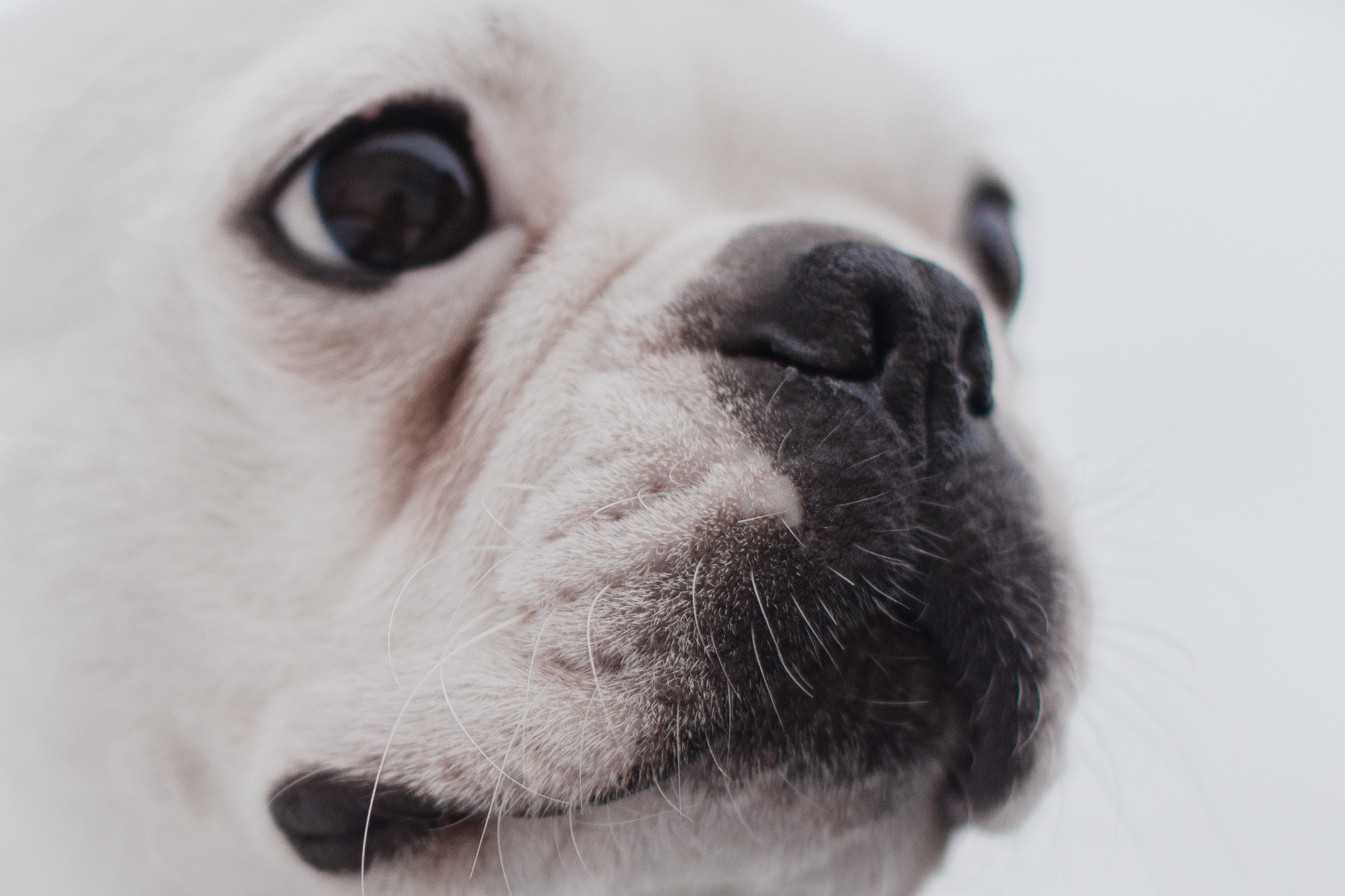 Василиса и Мира Кузнецкий мост. Фотограф-анималист Татьяна Степанова