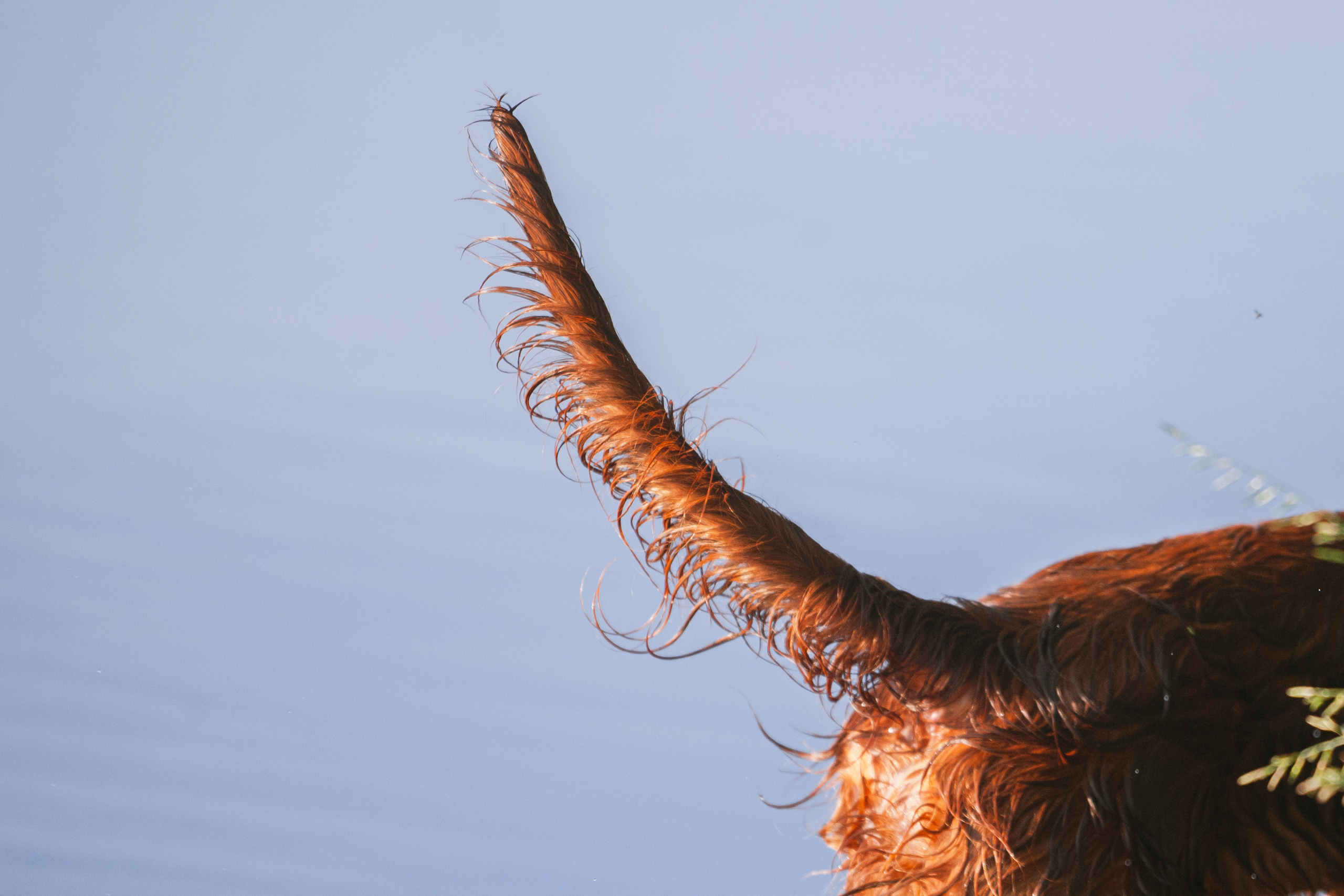 Рассветная съемка в ПКИО Северное Тушино. Фотограф-анималист Татьяна Степанова