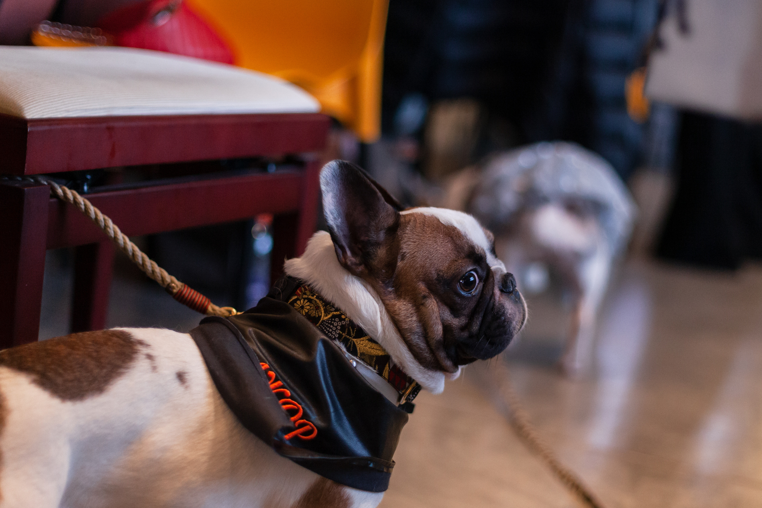 Бульелка 2022. Фотограф-анималист Татьяна Степанова