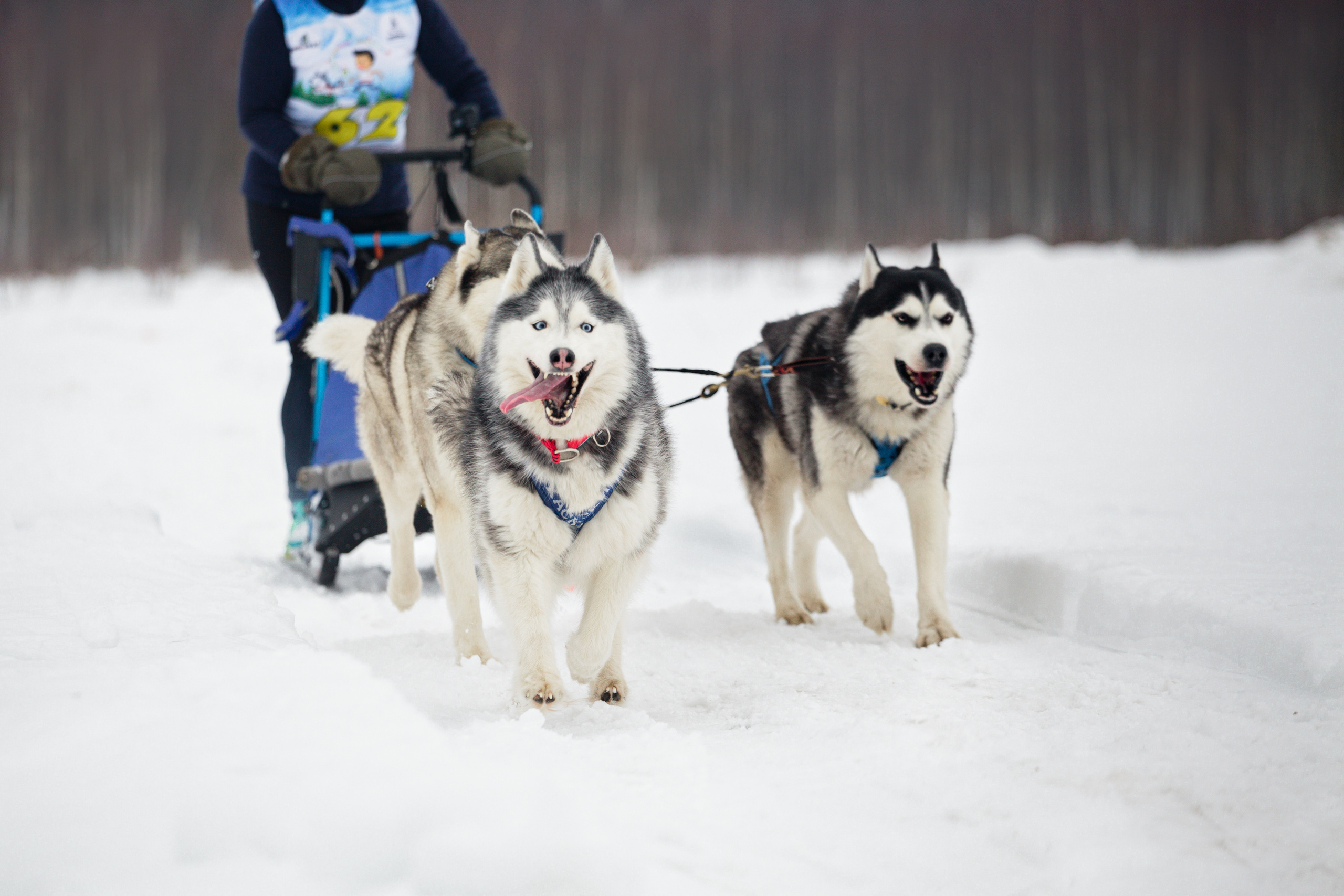 Холодные игры 28 февраля 2022. Фотограф-анималист Татьяна Степанова