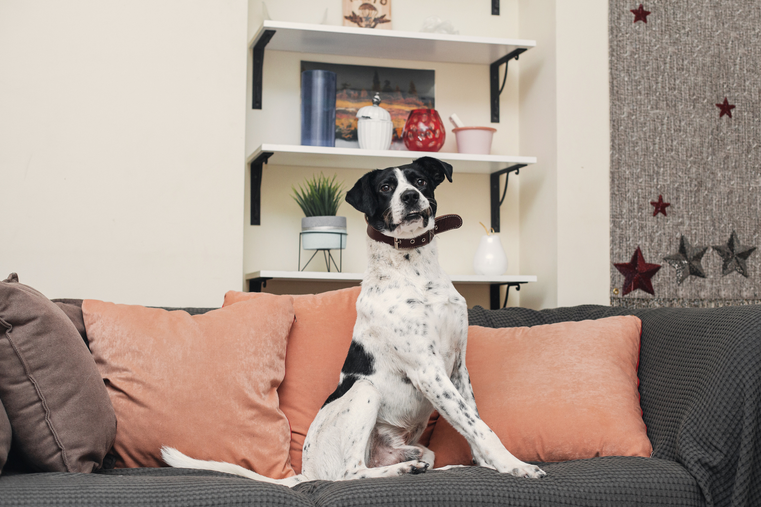 Домашняя съемка 2 собак и кошки 2023. Фотограф-анималист Татьяна Степанова